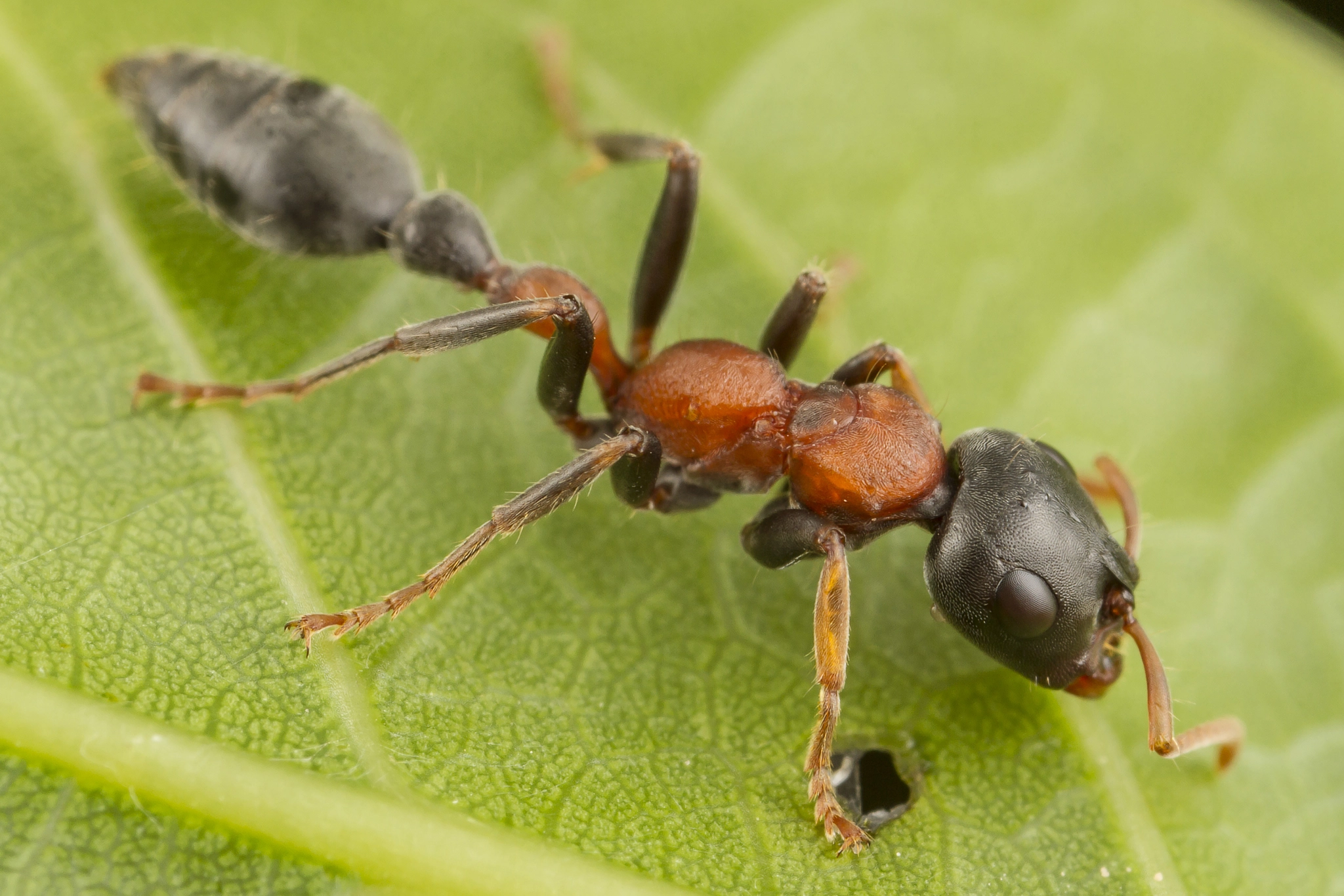 Canon EOS 7D + Canon MP-E 65mm F2.5 1-5x Macro Photo sample photo. Ant photography