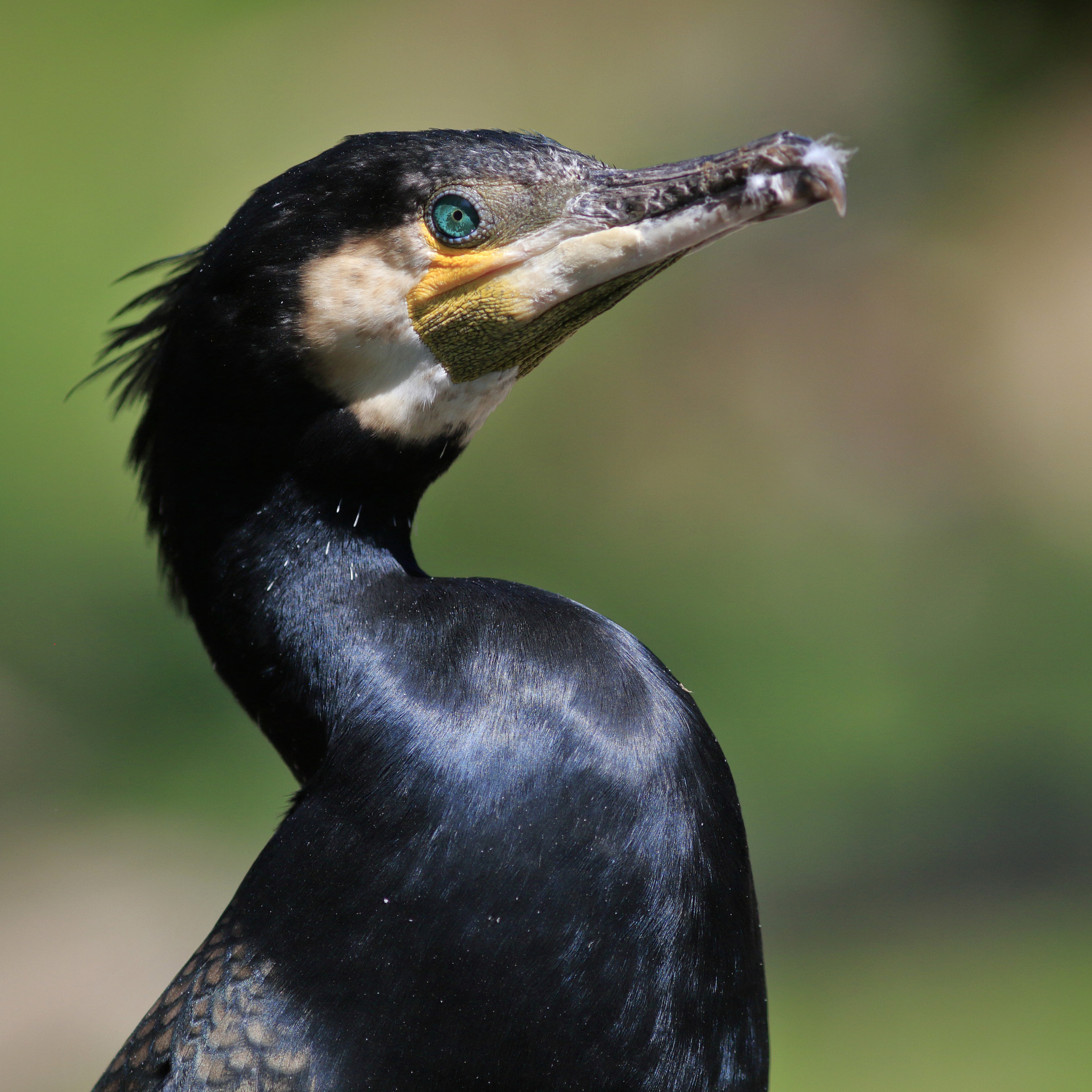 Canon EOS 550D (EOS Rebel T2i / EOS Kiss X4) sample photo. Great cormorant photography