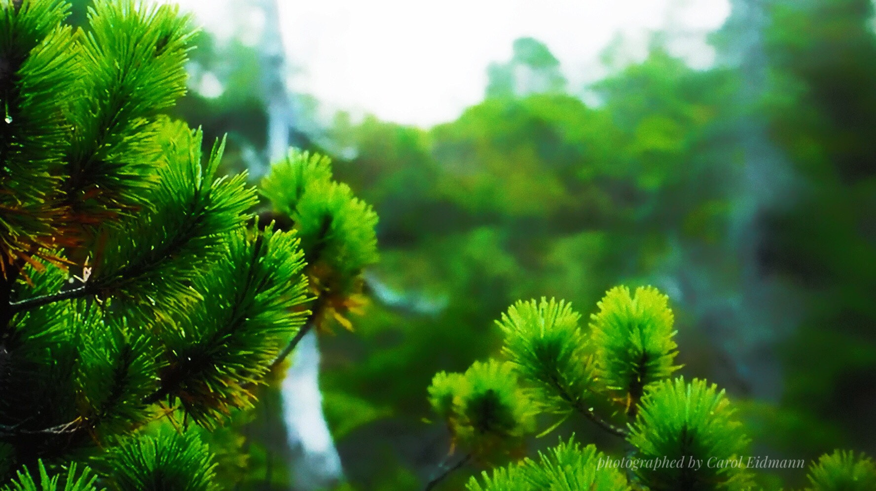Fujifilm FinePix S9900W S9950W sample photo. " evergreen" photography