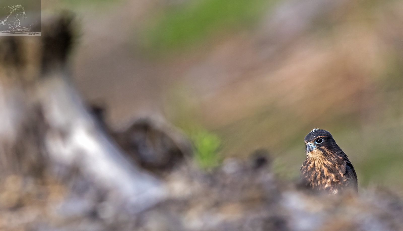 Canon EF 300mm F2.8L IS USM sample photo. Kārearea 94 photography