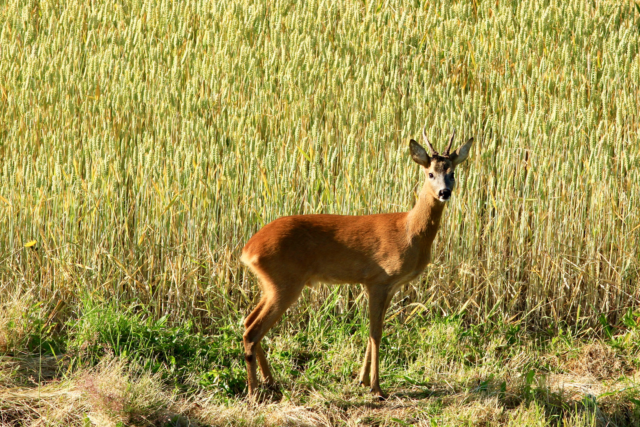 Canon EOS 7D + Canon EF 300mm F4L IS USM sample photo. Roe buck for a field of wheat at the wadden sea. photography