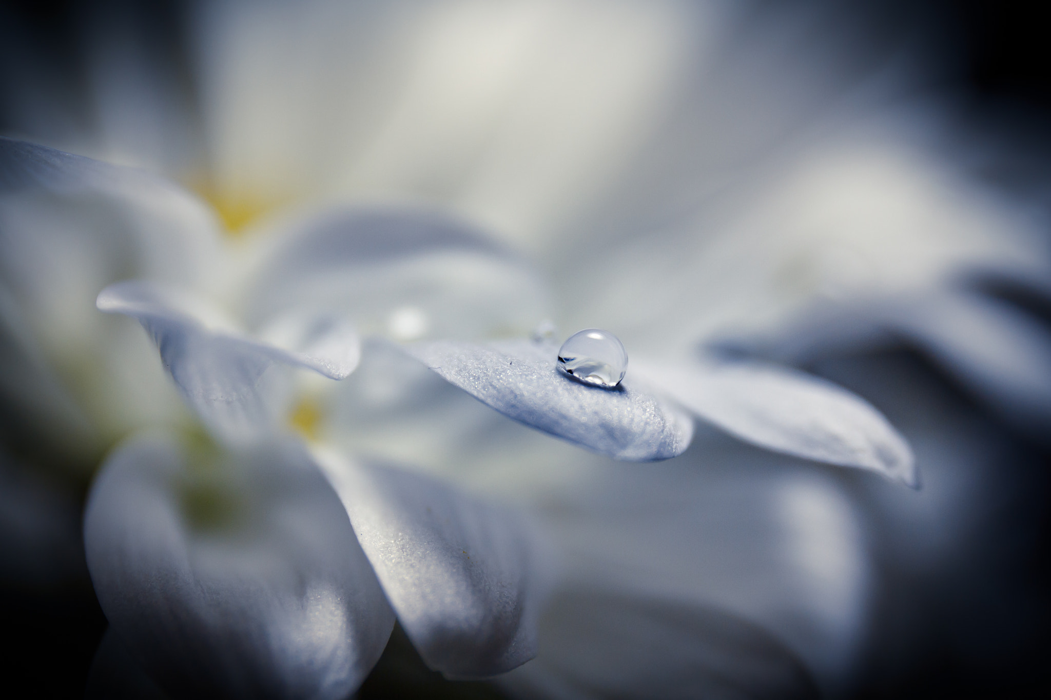 Canon EF 24-70mm F4L IS USM sample photo. Alone photography