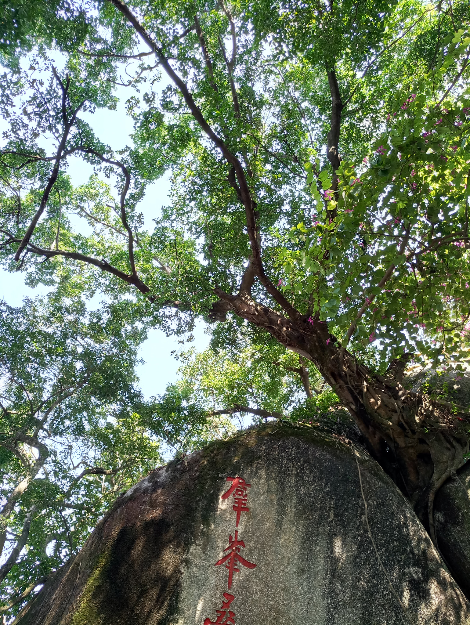 Meizu MX6 sample photo