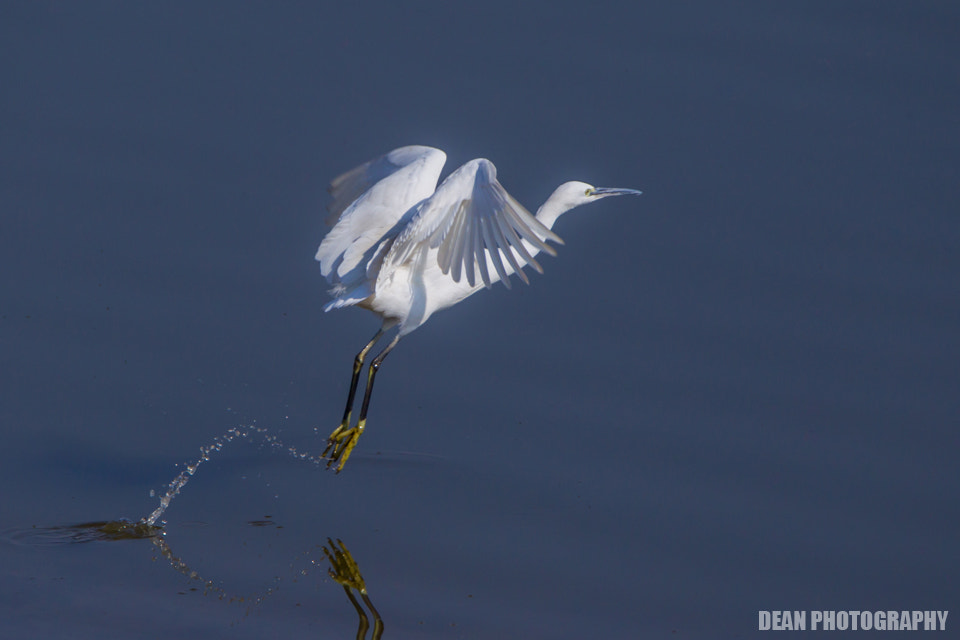 Canon EOS-1D Mark IV sample photo. Take off photography