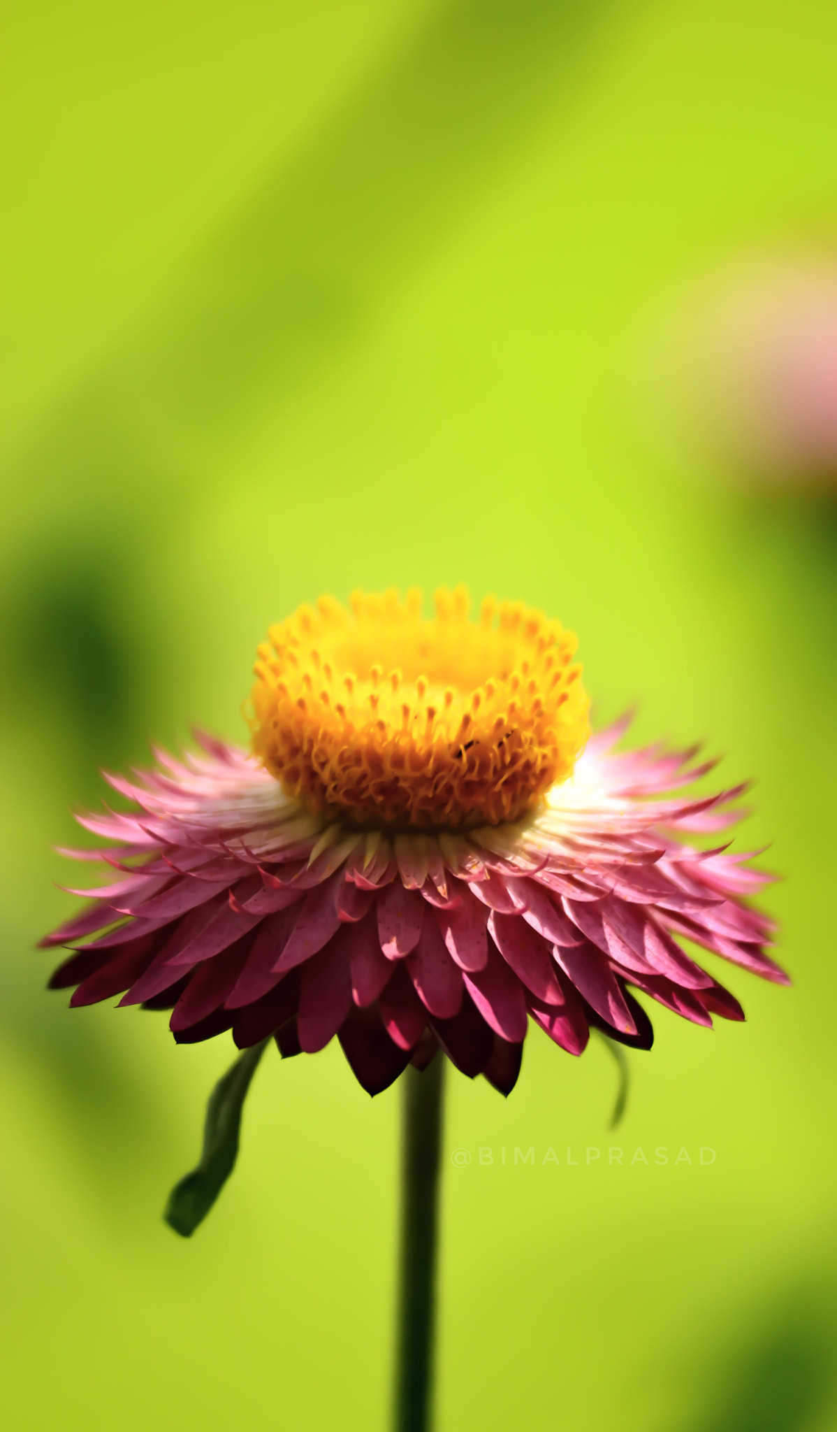 Canon EF-S 55-250mm F4-5.6 IS II sample photo