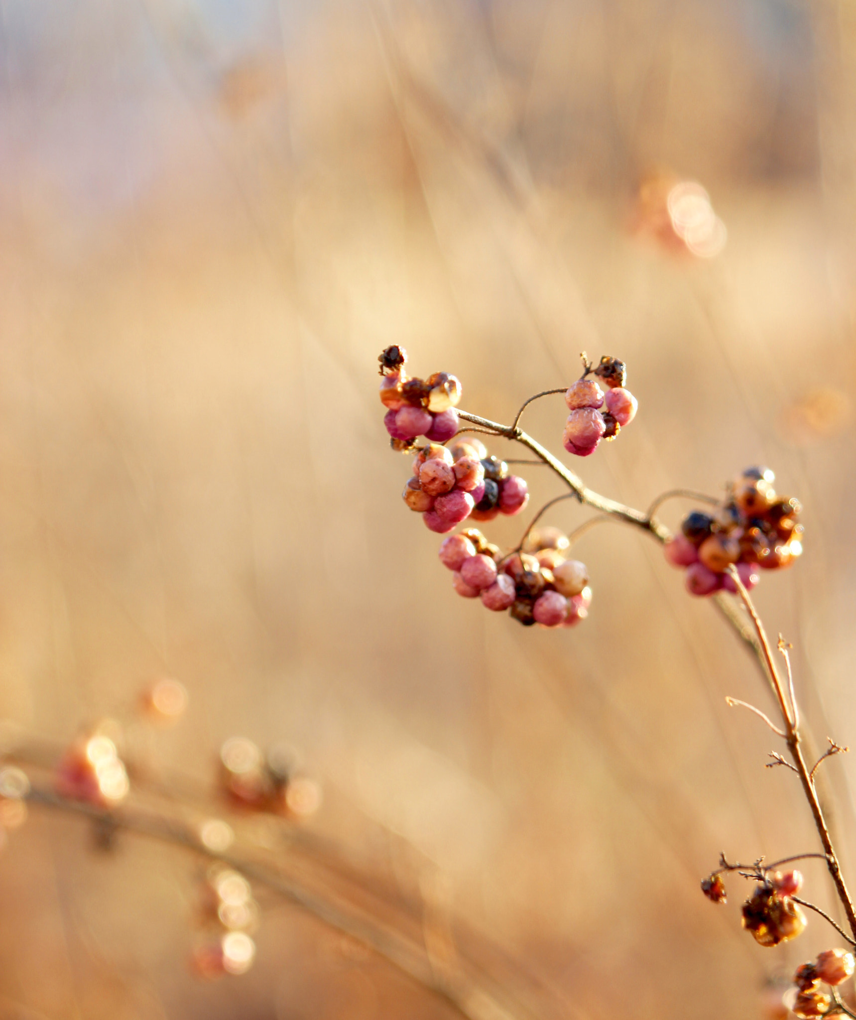 Canon EOS 600D (Rebel EOS T3i / EOS Kiss X5) sample photo. Murasaki shikibu flower photography