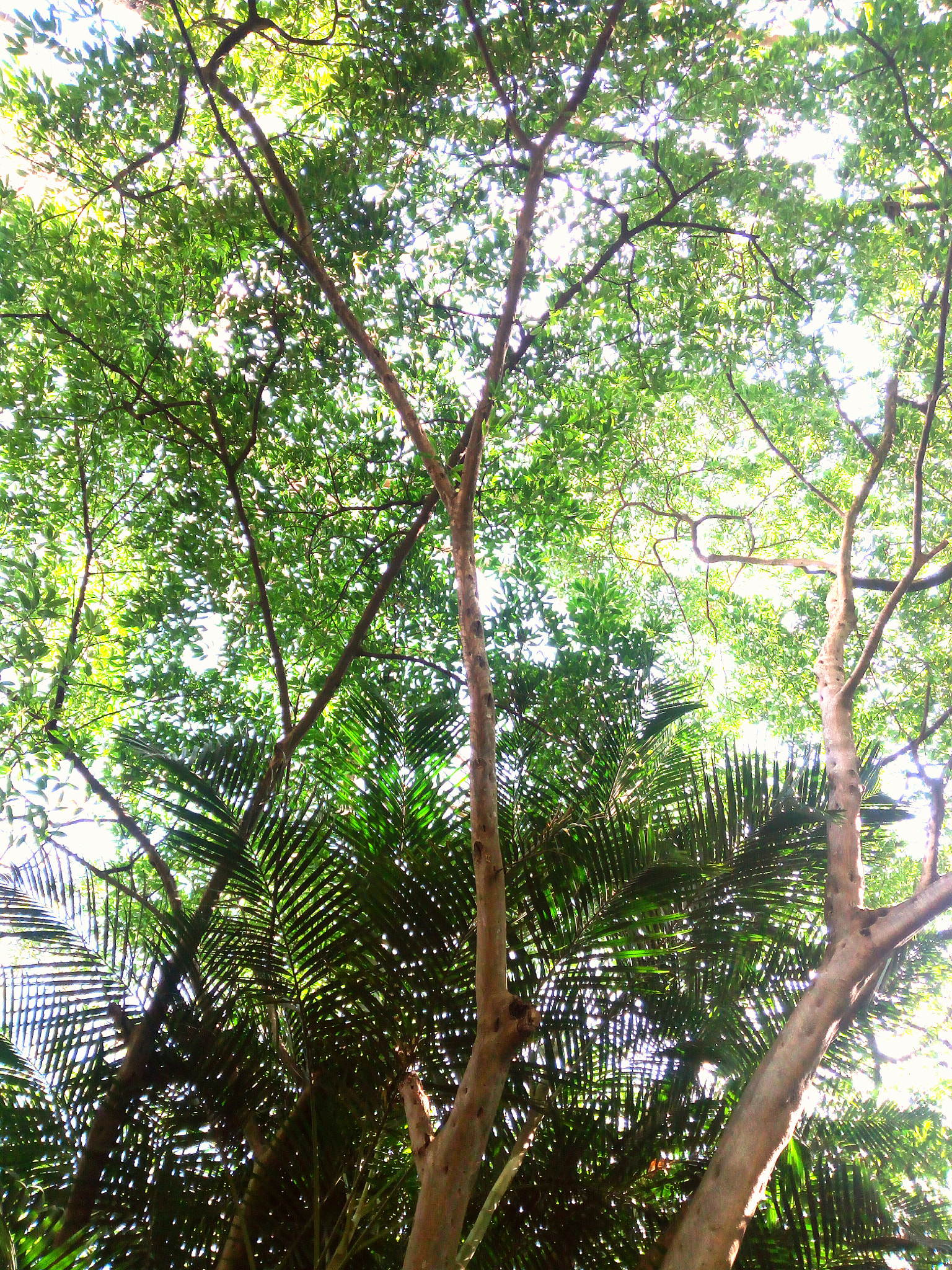 HUAWEI GR3 sample photo. Treasure... photography