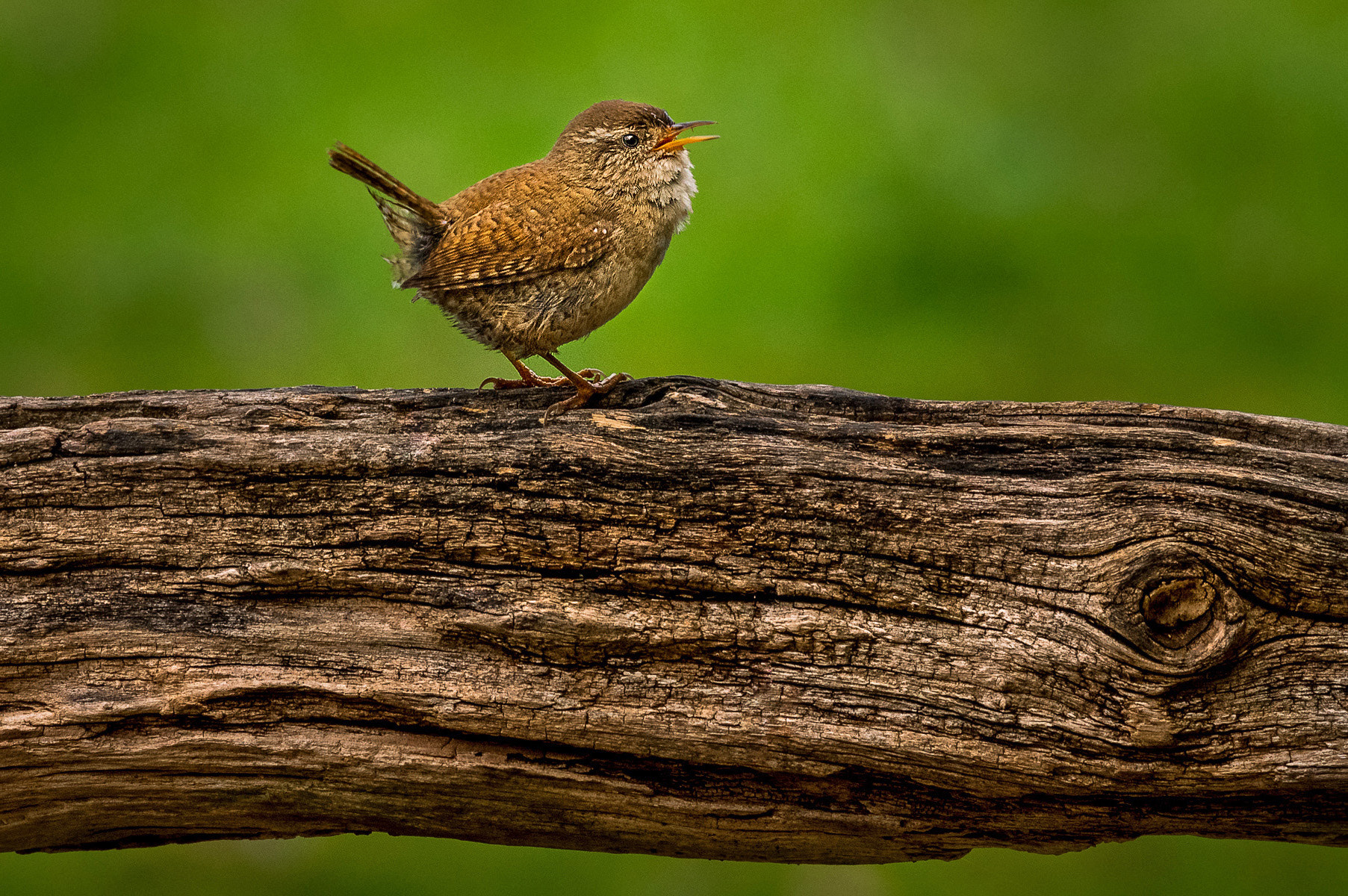 Pentax K-3 + Pentax smc DA* 300mm F4.0 ED (IF) SDM sample photo. The smallest is the loudest! photography