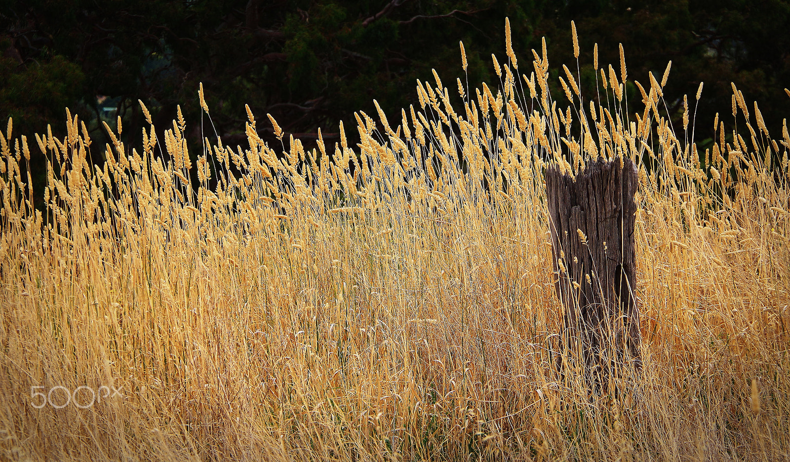 Pentax K-30 sample photo. Old fence post photography