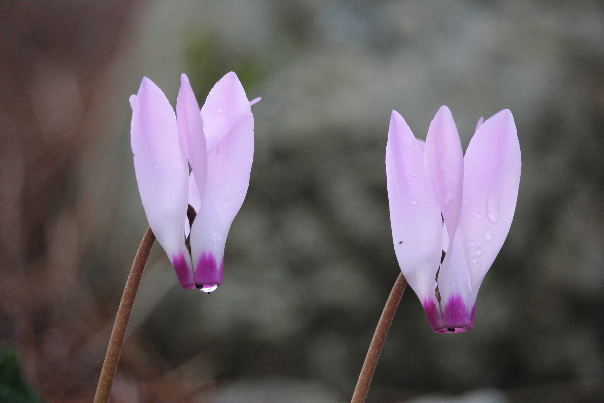Canon EF-S 55-250mm F4-5.6 IS STM sample photo. Duet photography