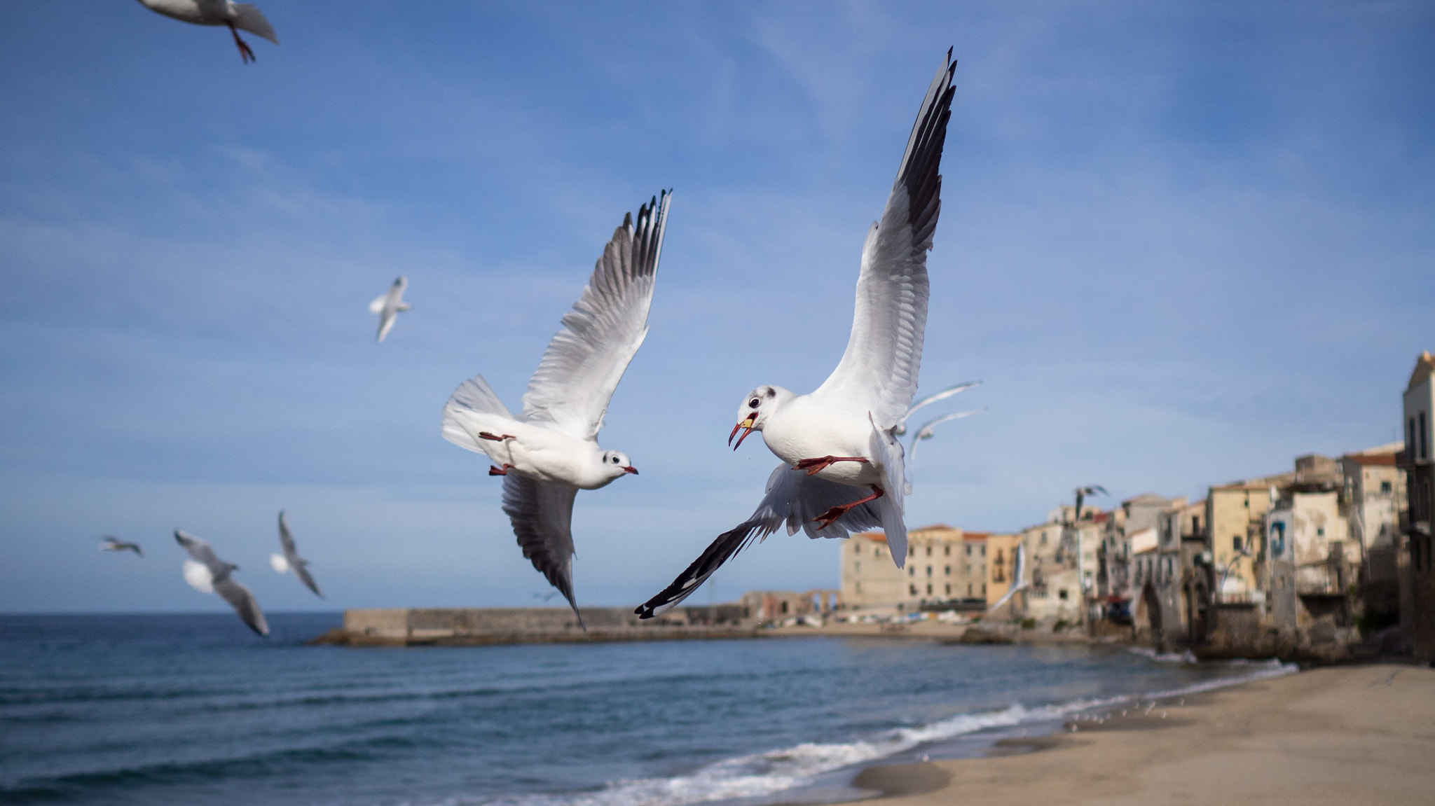 Olympus OM-D E-M10 II + Olympus M.Zuiko Digital 17mm F1.8 sample photo. Caught in flight photography