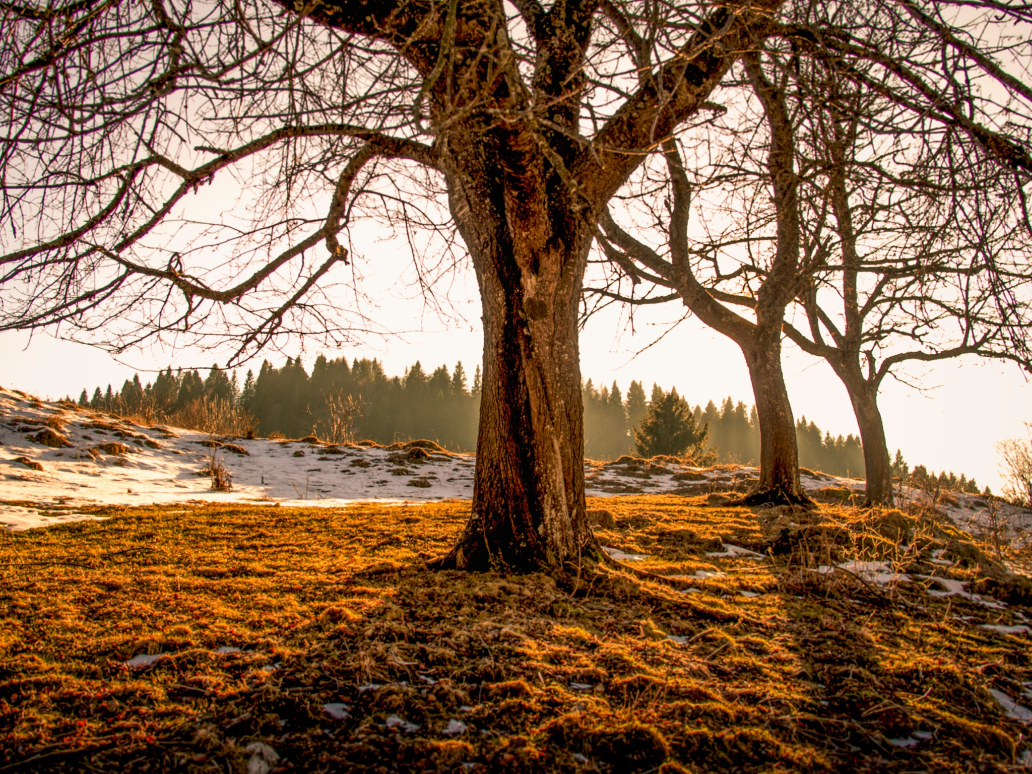 Olympus OM-D E-M5 + Sigma 19mm F2.8 DN Art sample photo. Trees in winter photography