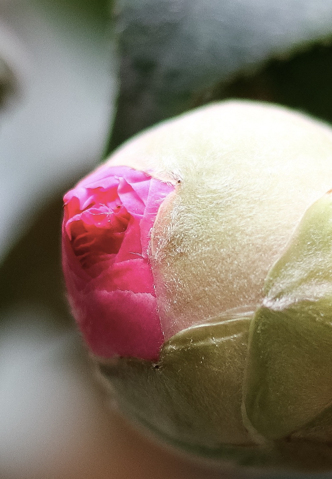 Canon EOS M5 sample photo