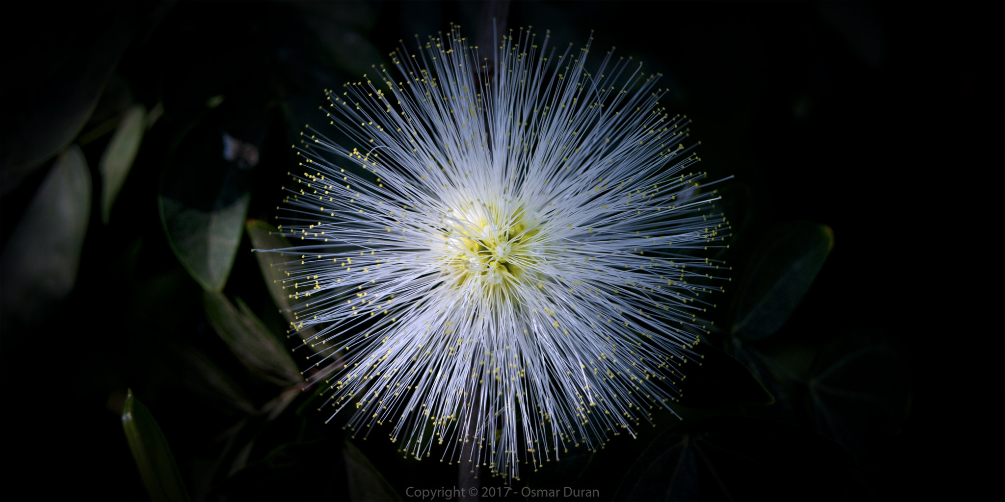 Nikon D200 sample photo. Radial photography