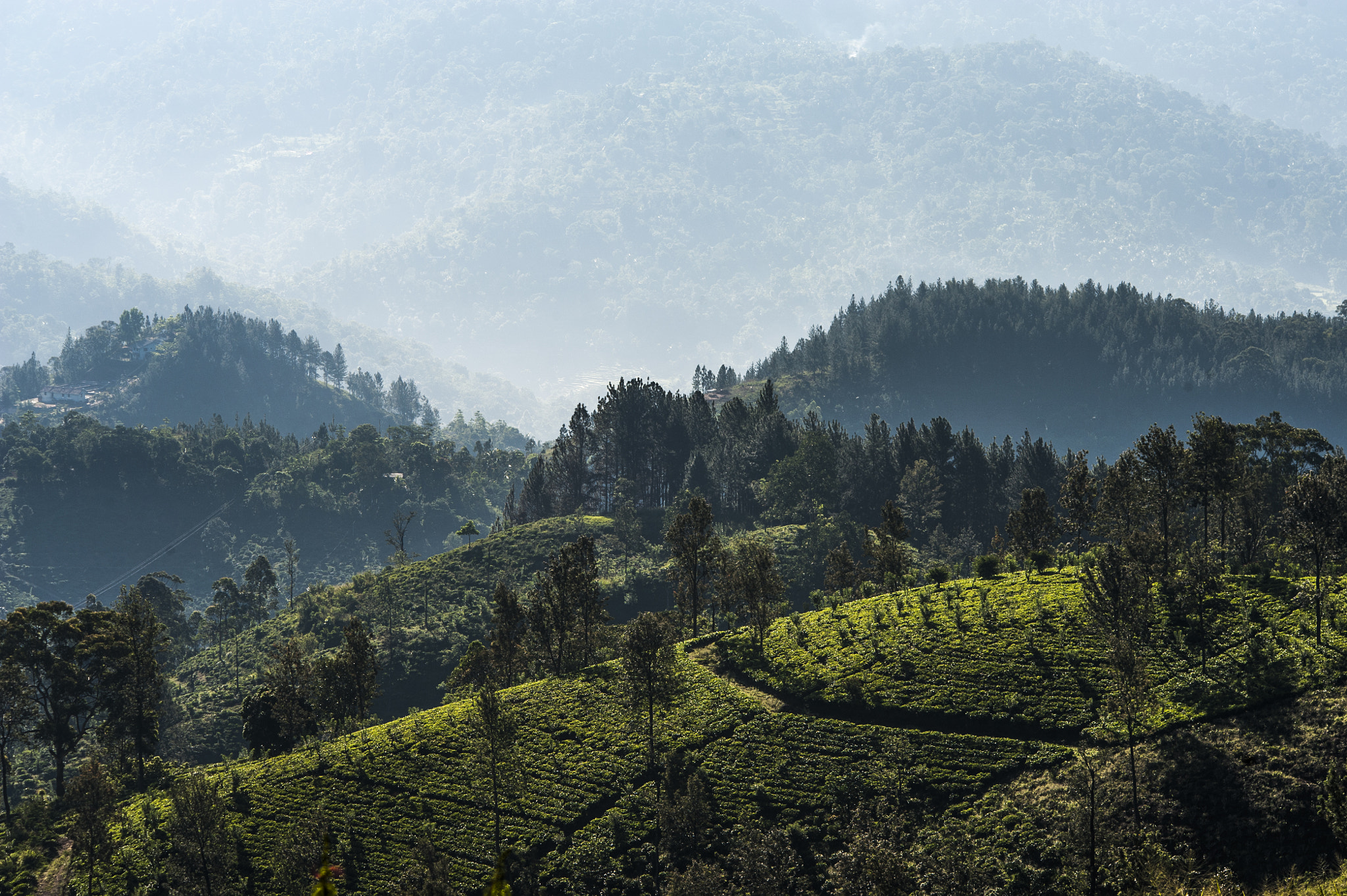 Nikon D3 sample photo. Tea plantations photography