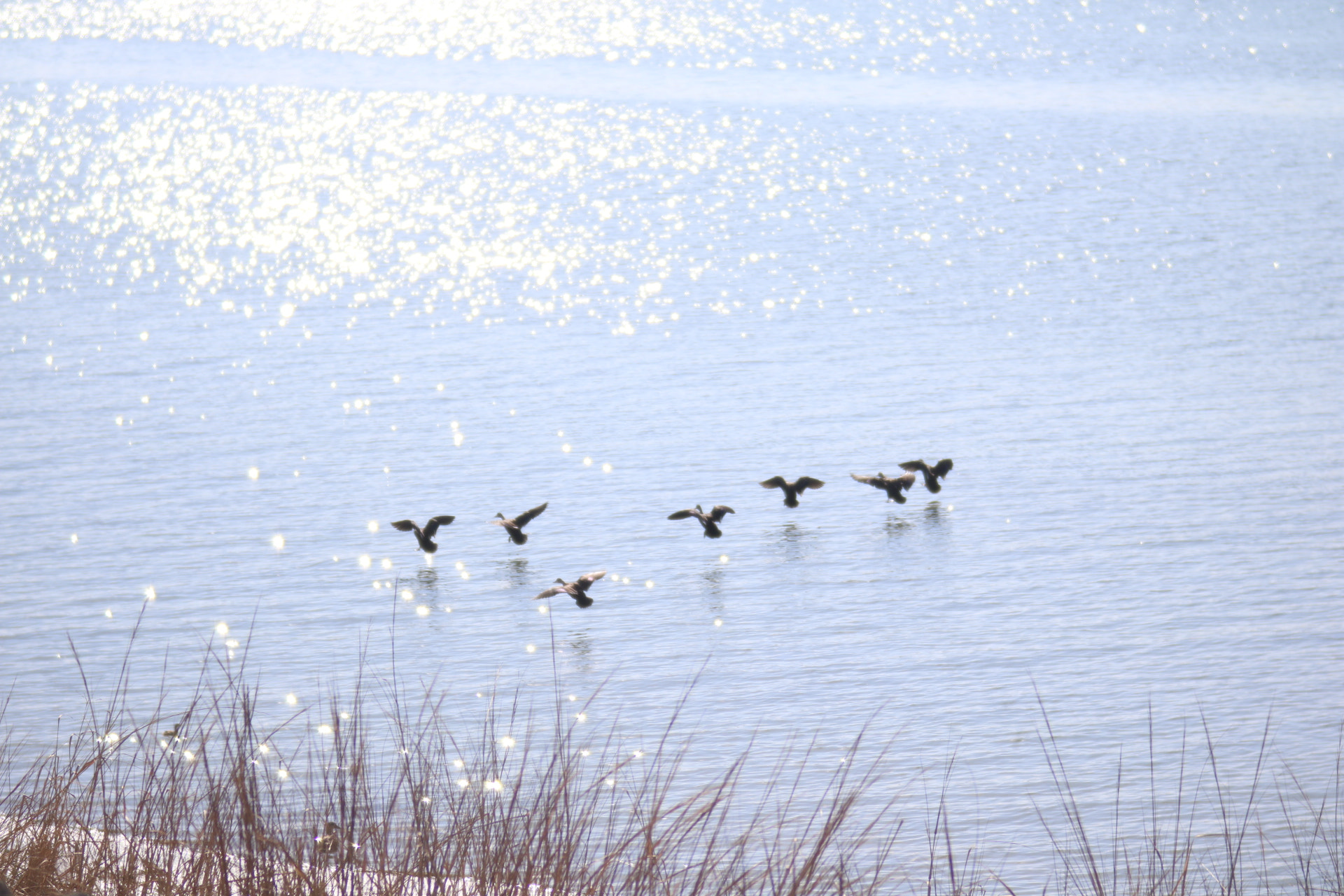 Canon EF 35-80mm f/4-5.6 sample photo