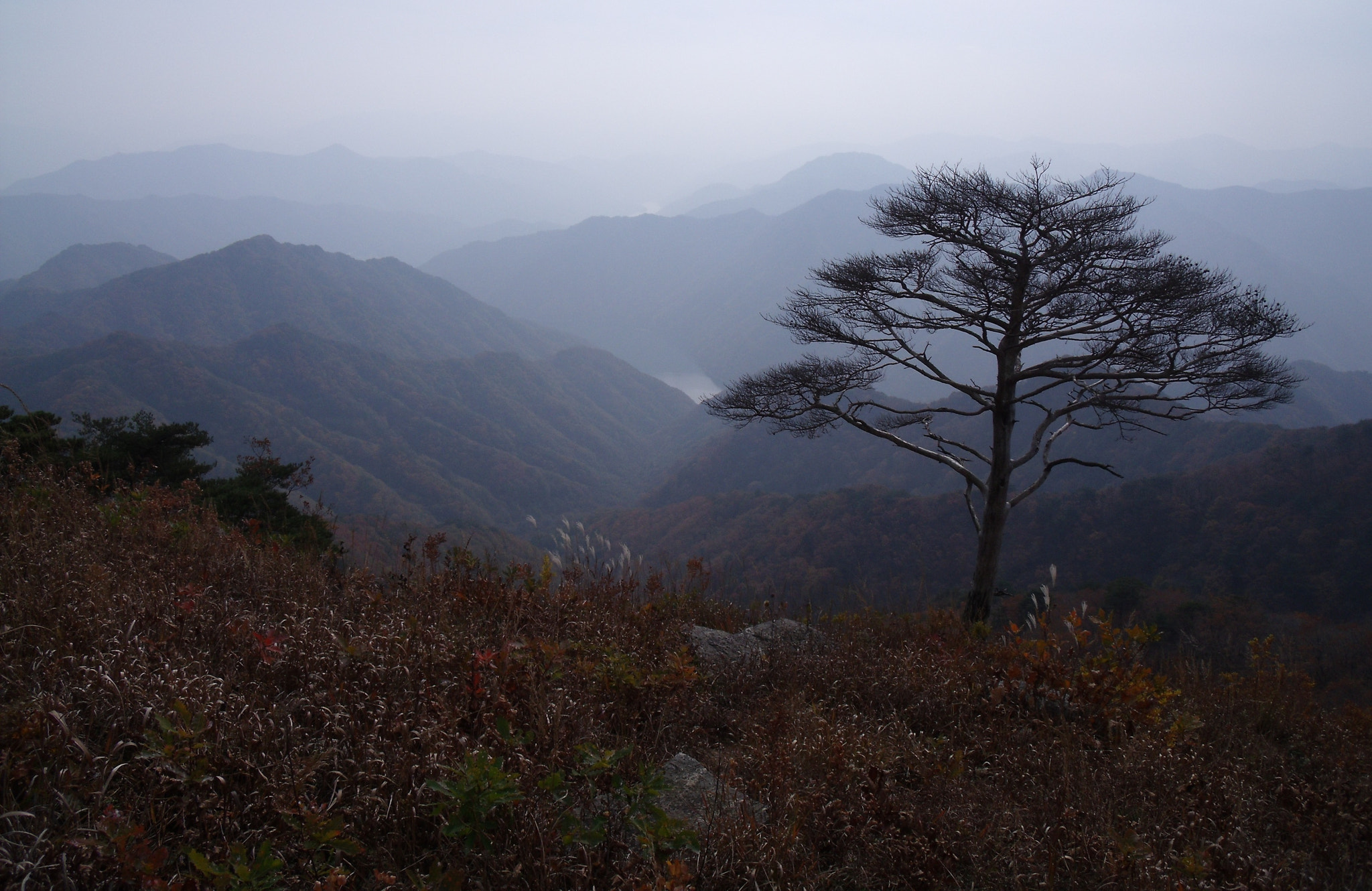 Fujifilm FinePix J110W sample photo. A dead pine tree on the ridge photography