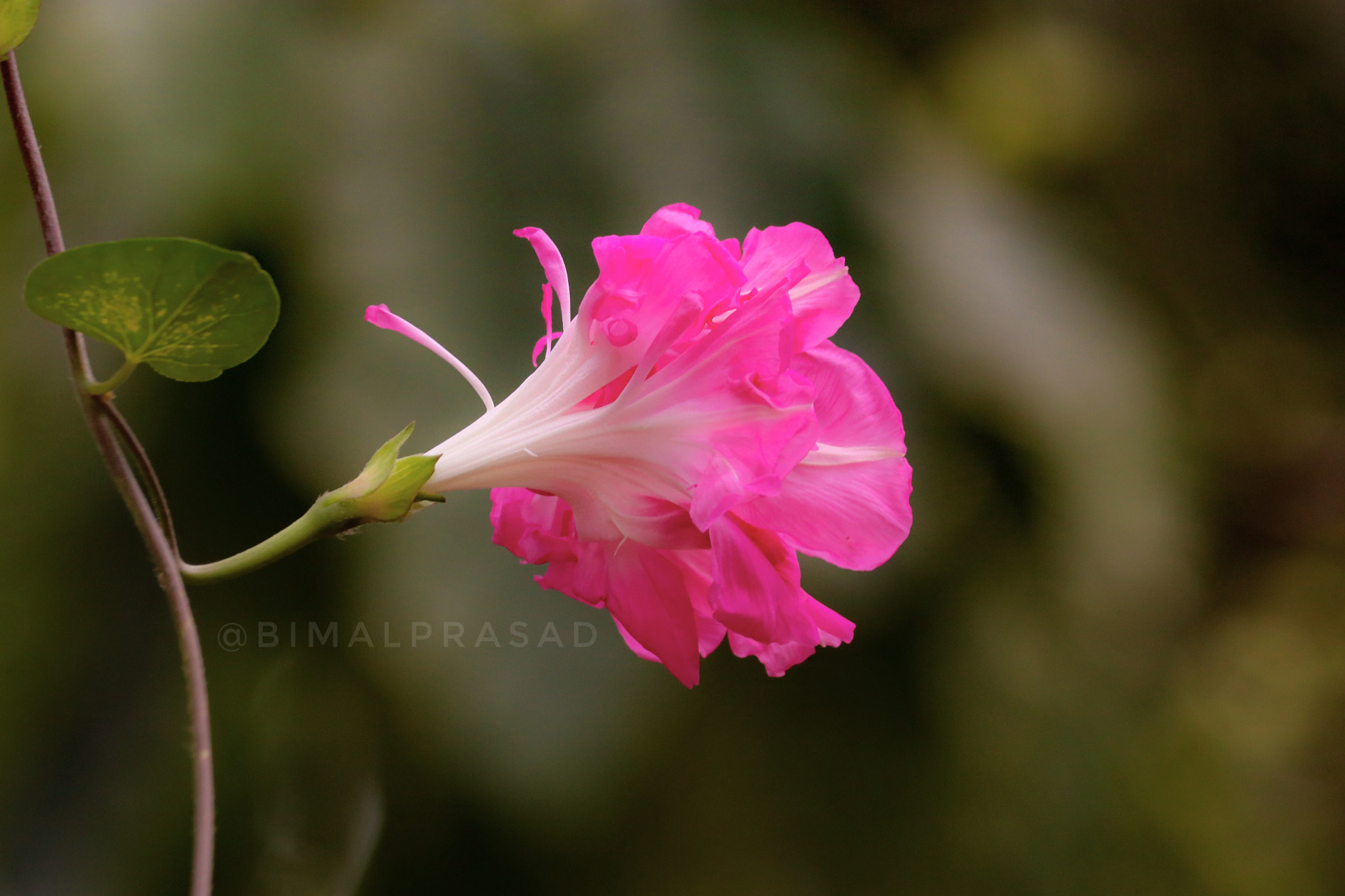 Canon EF-S 55-250mm F4-5.6 IS II sample photo