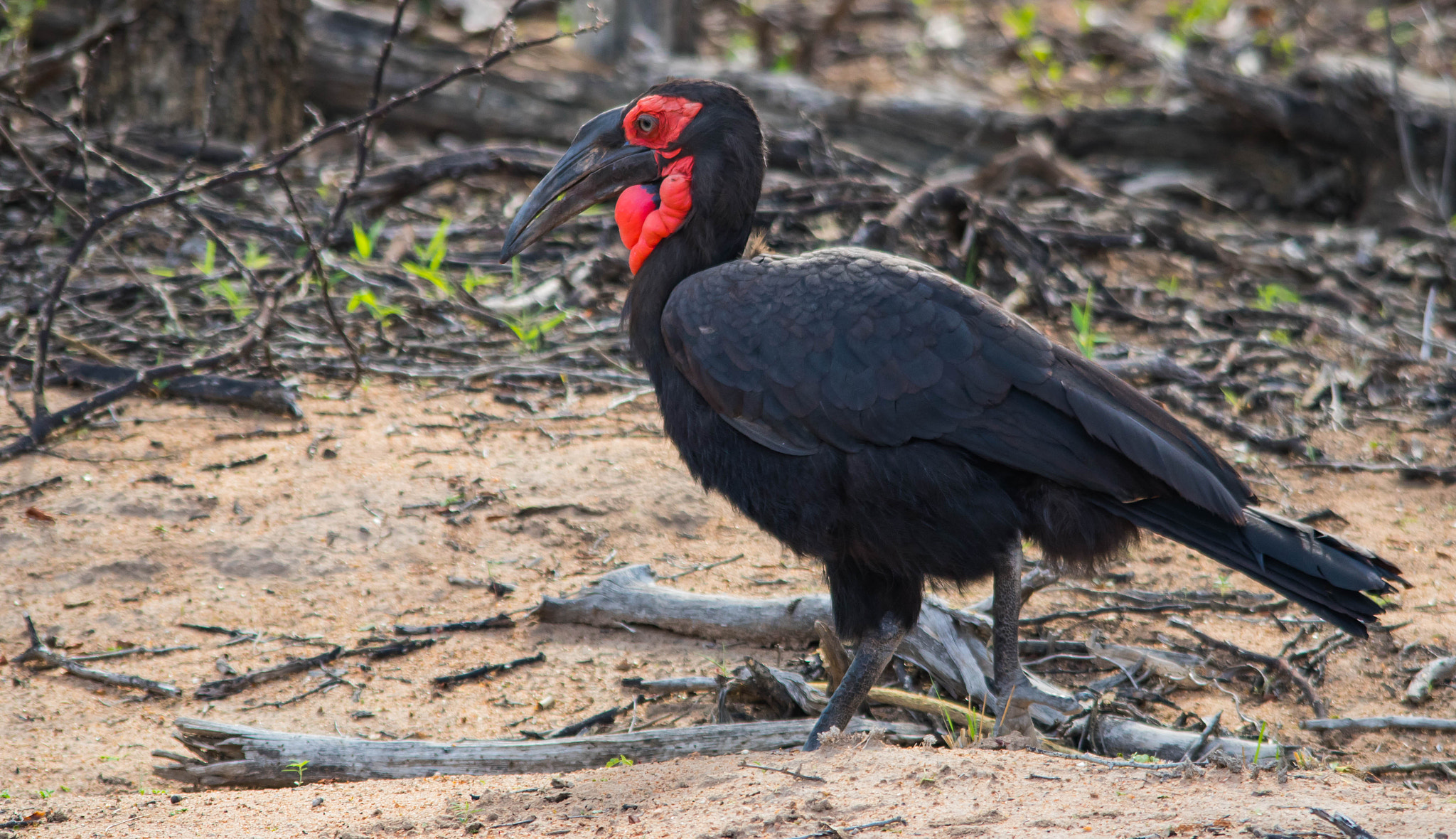 Canon EOS 750D (EOS Rebel T6i / EOS Kiss X8i) + Sigma 150-500mm F5-6.3 DG OS HSM sample photo. Southern ground hornbill photography