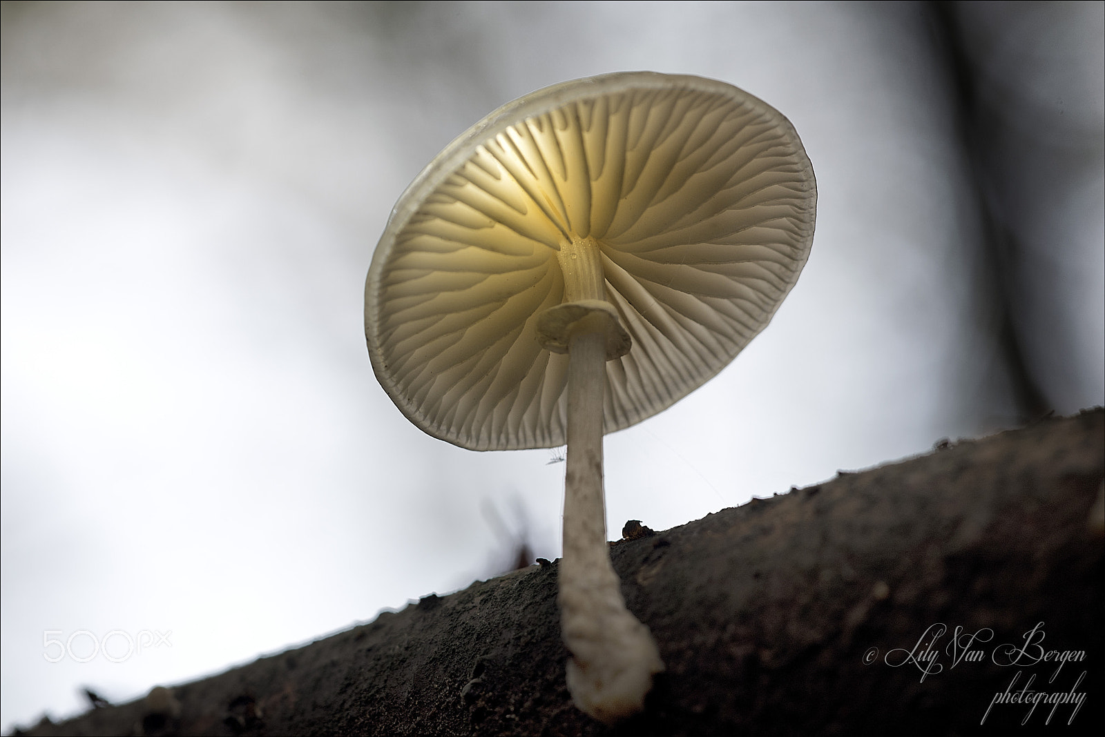 Sigma 150mm F2.8 EX DG Macro HSM sample photo. Light! photography