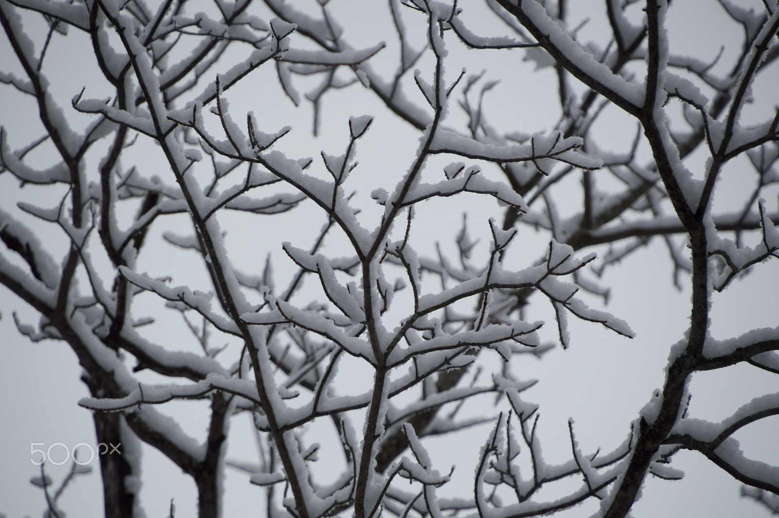 Nikon D3200 sample photo. Abstract of snow laden birch branches looking up closeup photography