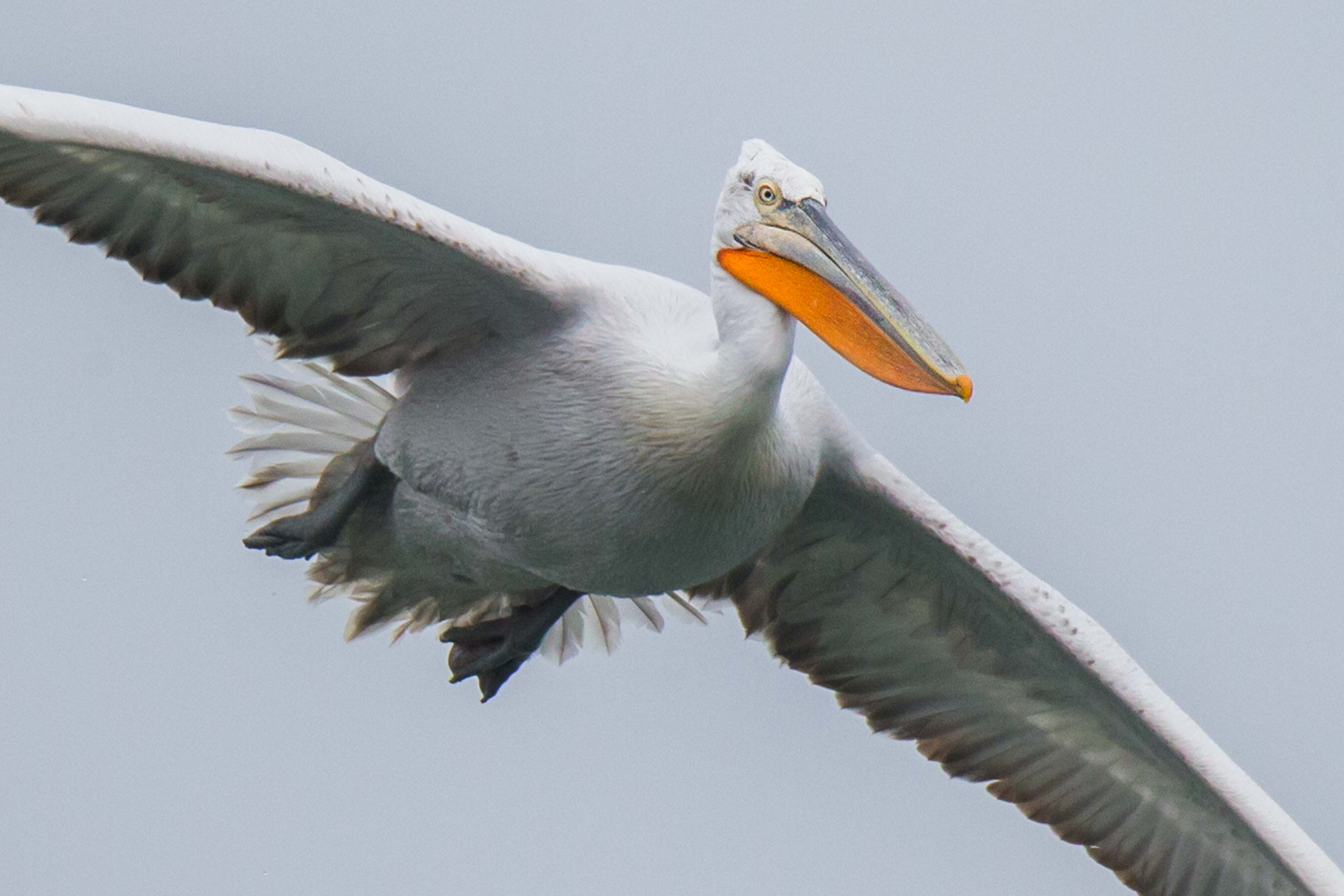 150-600mm F5-6.3 DG OS HSM | Sports 014 sample photo. Dalmatian pelican photography