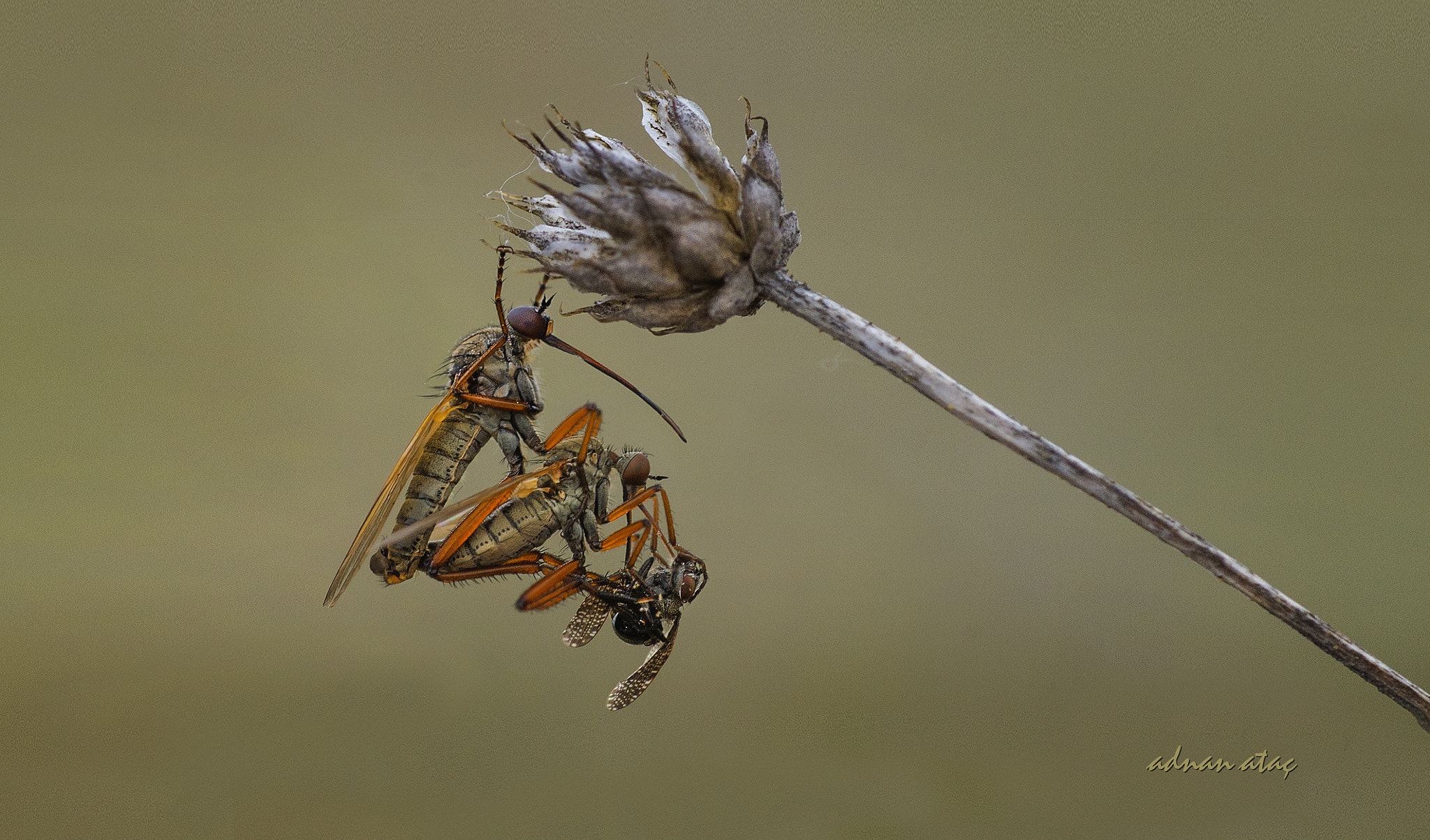 Nikon D4 sample photo. Hançerli sinek - dagger fly - dance fly - empis tessellata photography