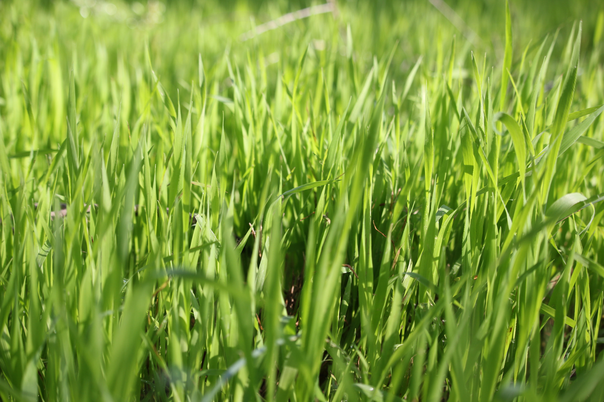 Canon EF-S 55-250mm F4-5.6 IS STM sample photo. Ever green photography