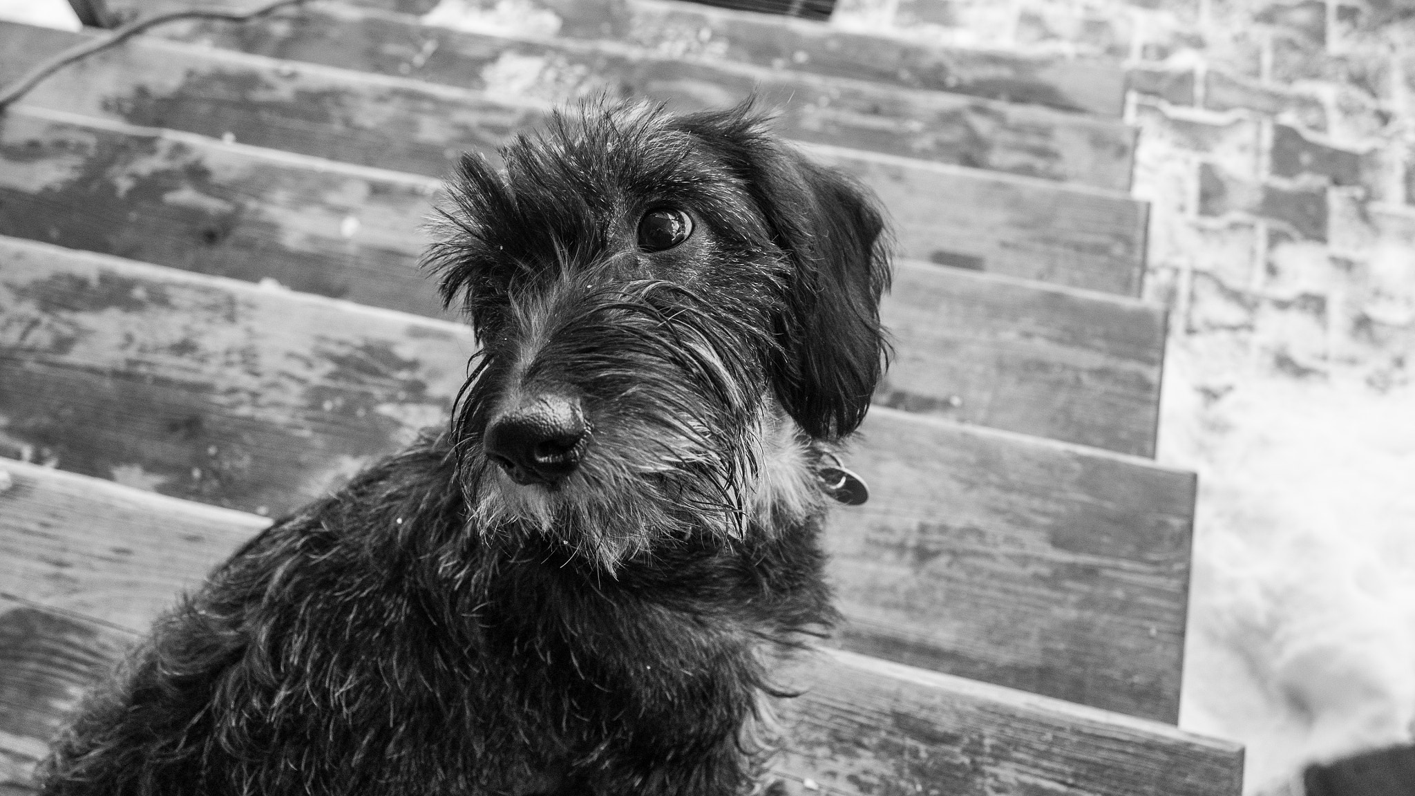 Olympus PEN E-PL5 sample photo. Dachshund photography