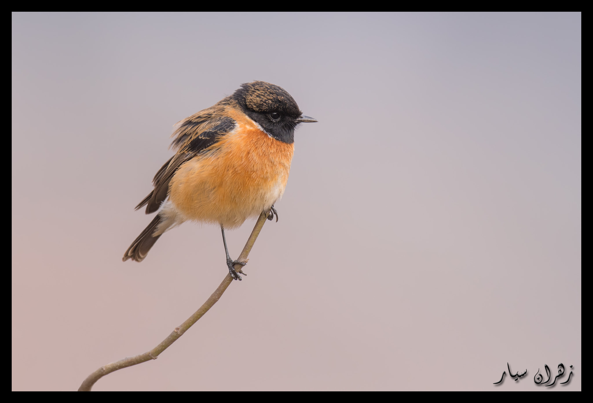 Nikon D500 + Nikon AF-S Nikkor 600mm F4G ED VR sample photo. Little beauty ! photography