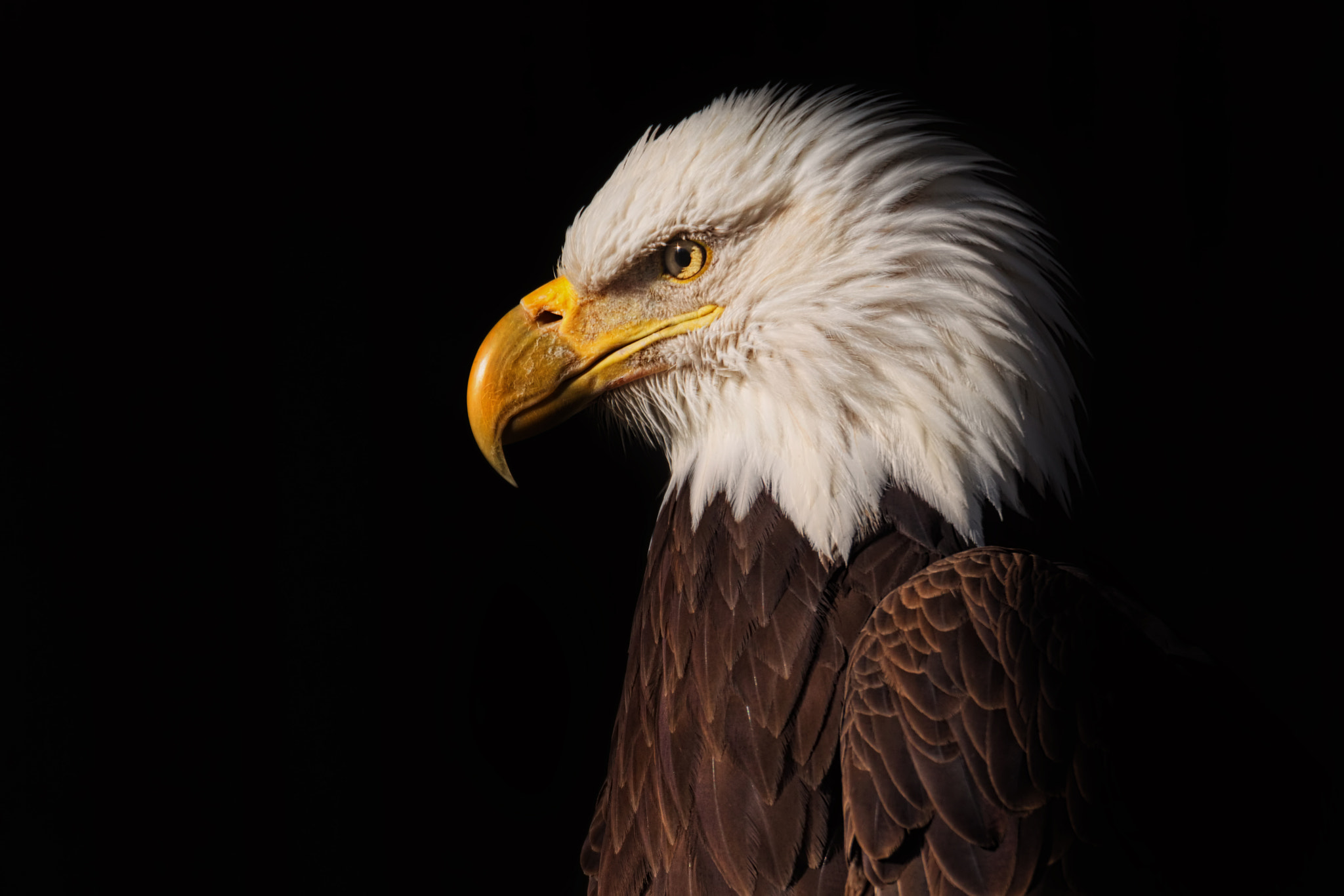 Tamron SP 150-600mm F5-6.3 Di VC USD sample photo. Bald eagle photography