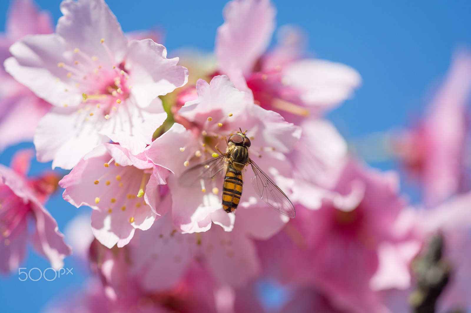 Nikon D5200 + Sigma 150mm F2.8 EX DG Macro HSM sample photo. Cherry blossoms photography