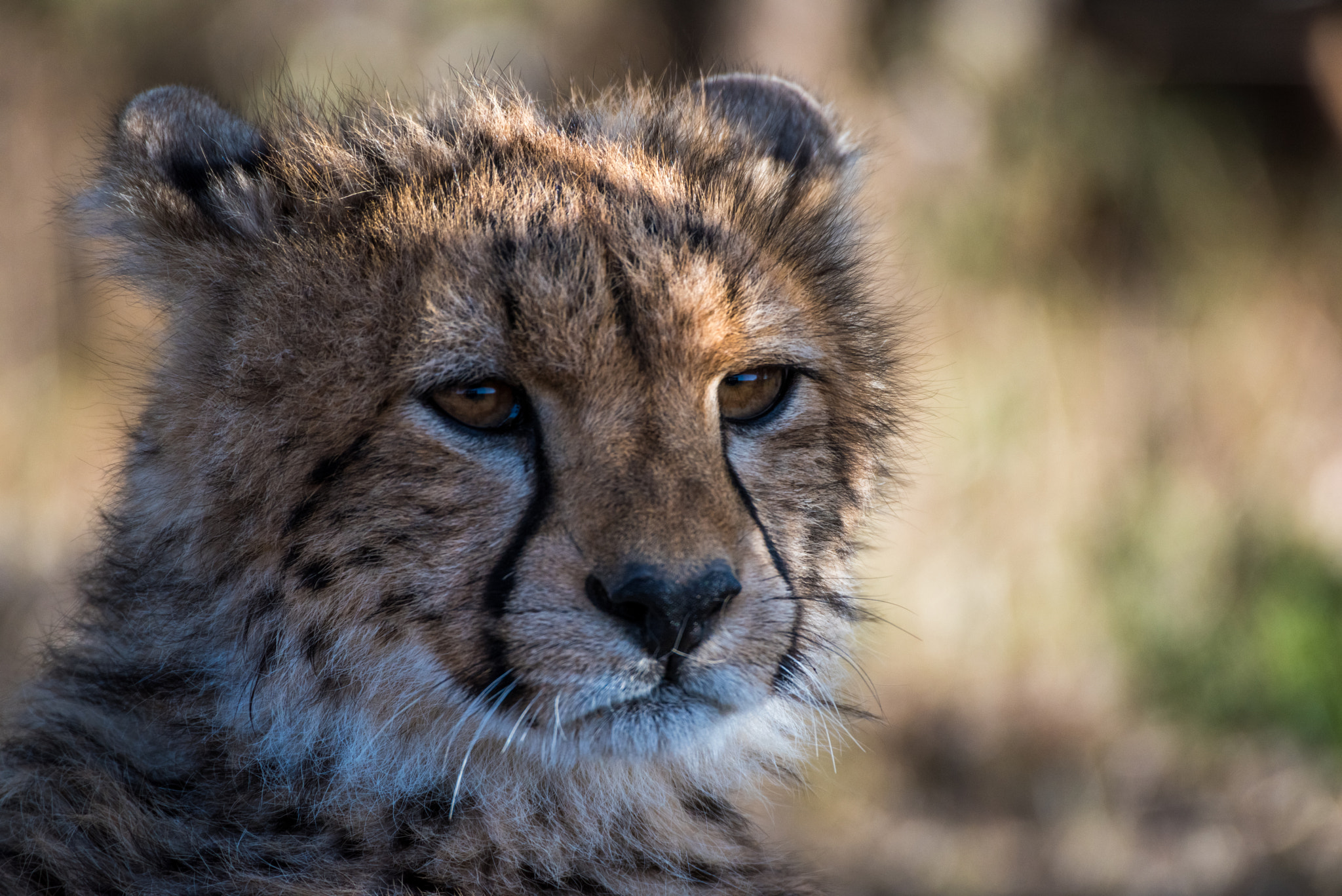 Nikon D810 sample photo. Cheetah cub photography