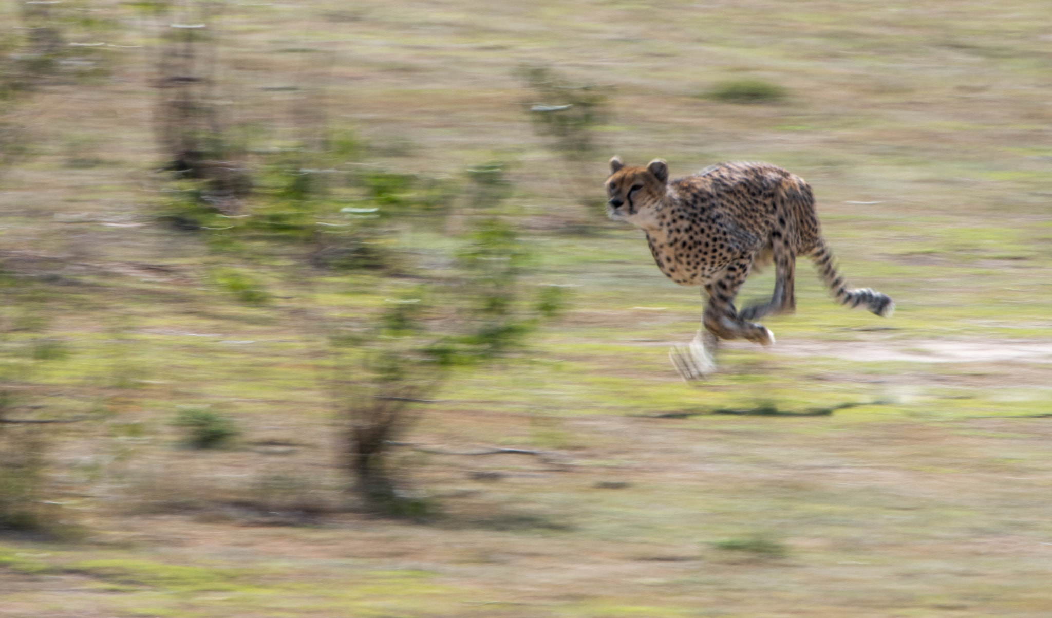 Nikon D810 sample photo. Malaika hunting....again photography