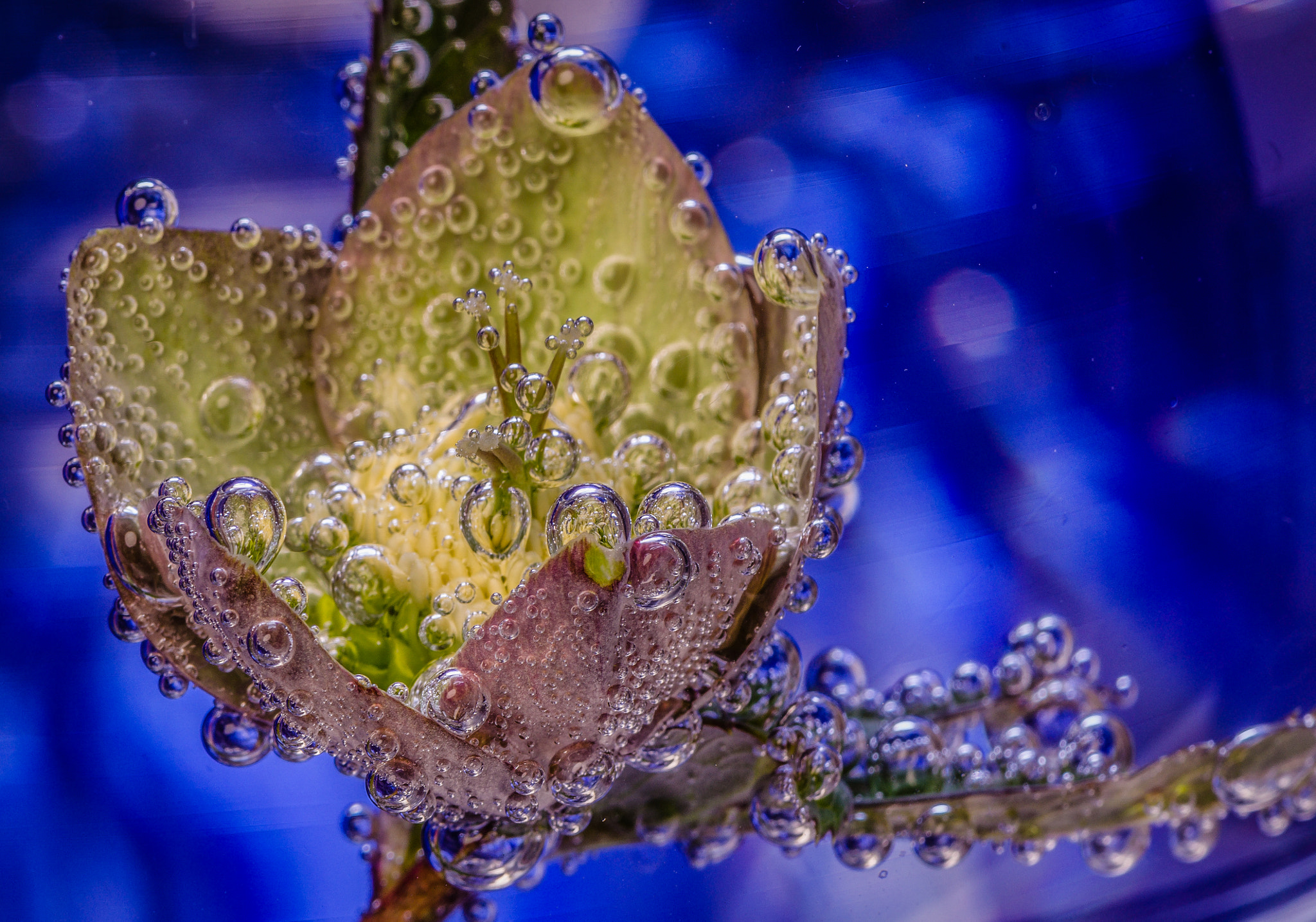 Nikon AF-S Micro-Nikkor 105mm F2.8G IF-ED VR sample photo. In the underwater kingdom photography