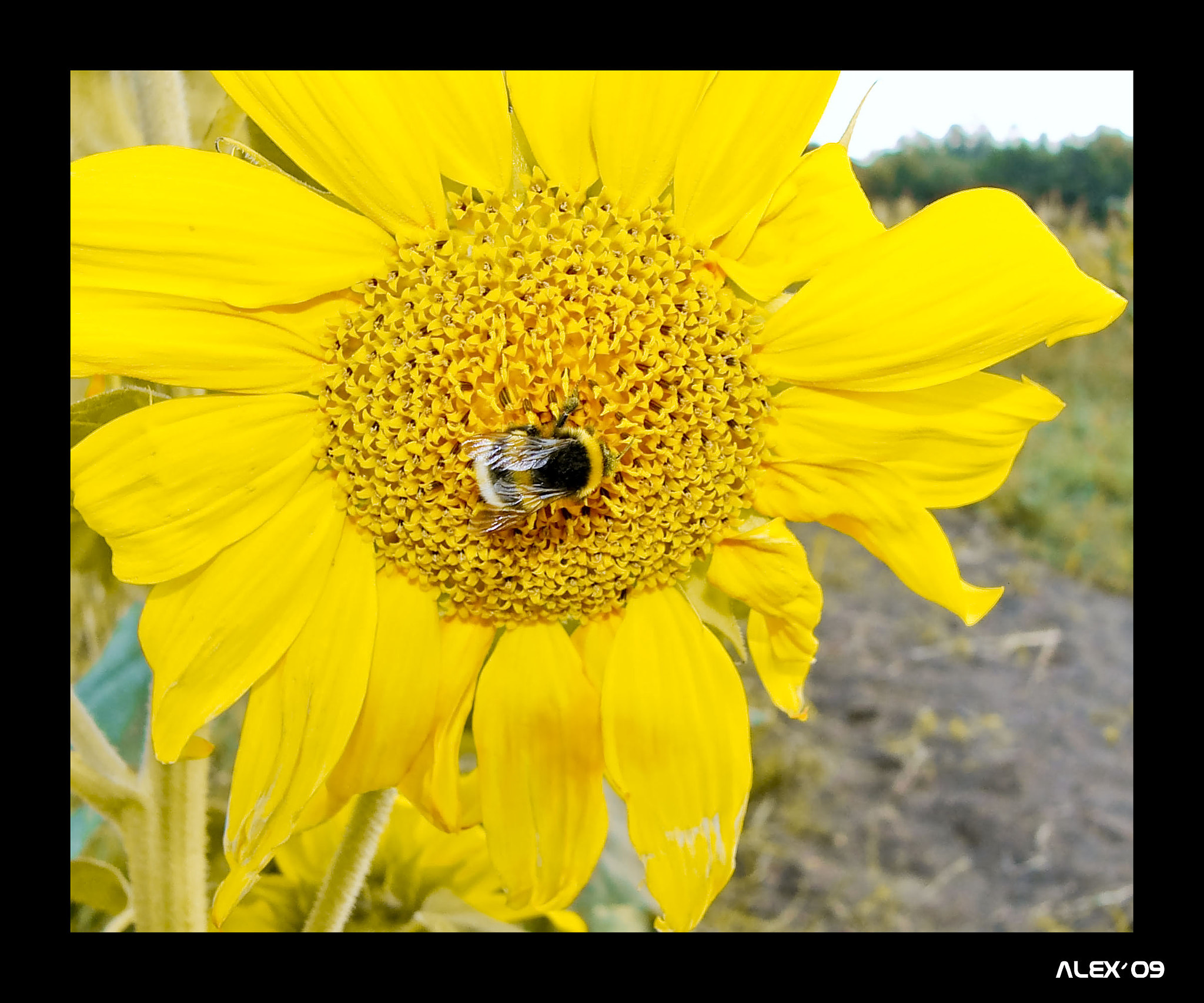 Panasonic DMC-FZ10 sample photo. Bee photography