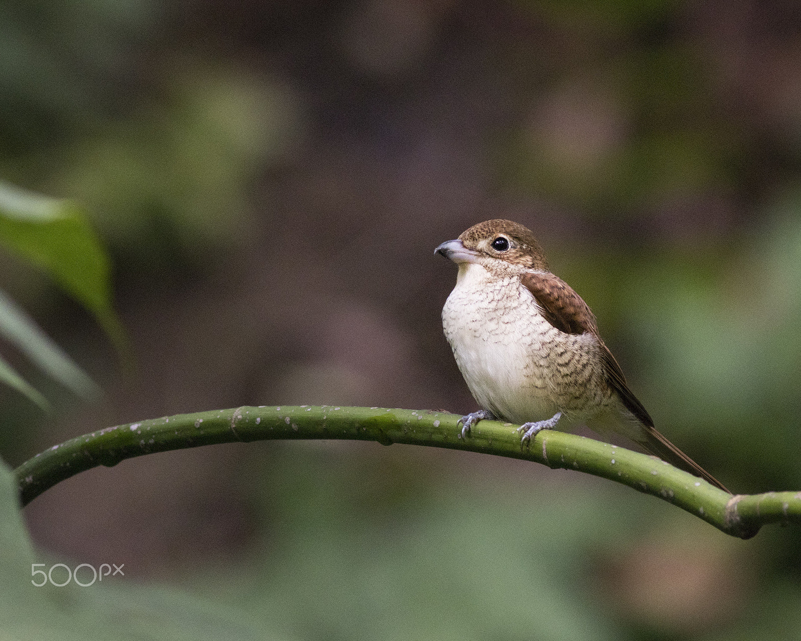 Canon EOS 80D + Canon EF 400mm F5.6L USM sample photo. Tiger shrike photography