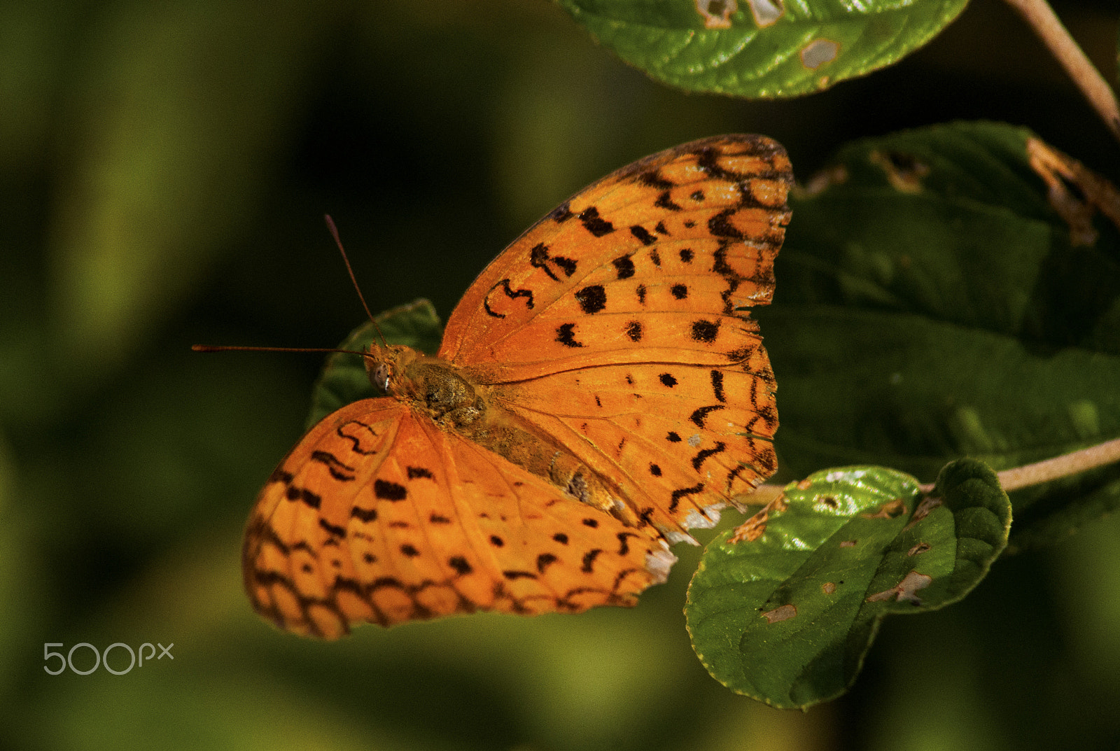 Nikon D90 + Sigma 50-150mm F2.8 EX APO DC HSM II + 1.4x sample photo. Spotted rustic (leopard) photography