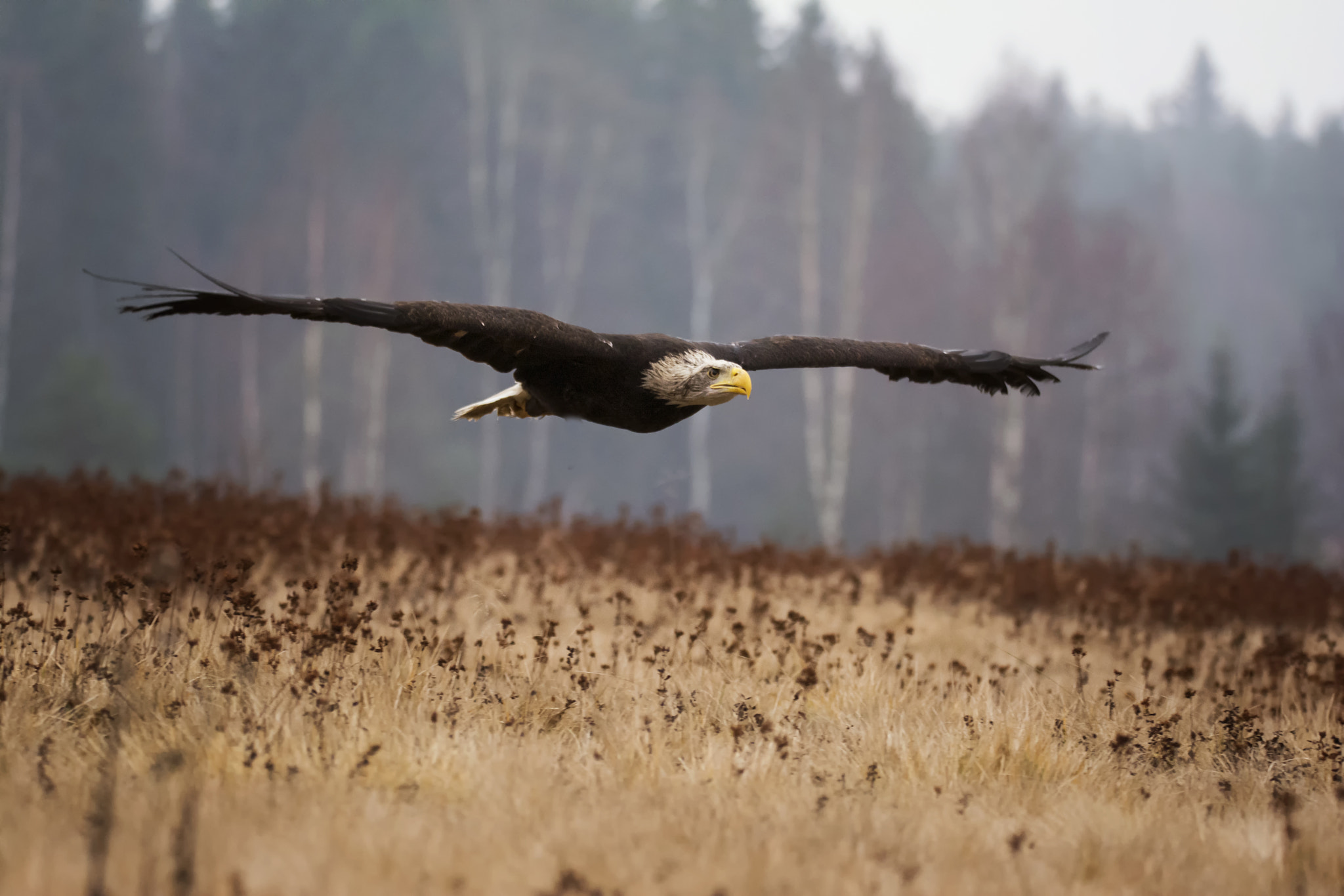 Sigma 150-600mm F5-6.3 DG OS HSM | S sample photo. Bald eagle photography