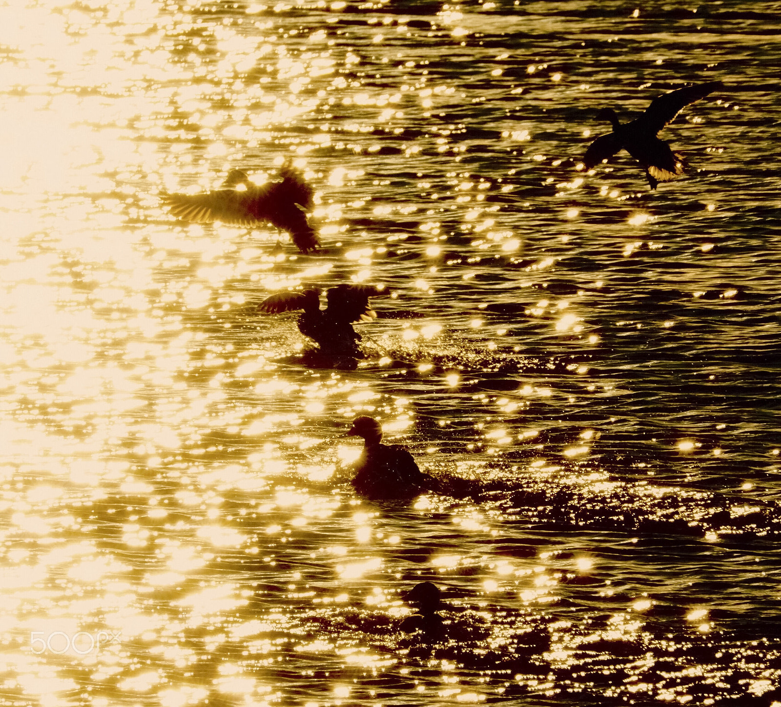Sony FE 70-300mm F4.5-5.6 G OSS sample photo. Duck photography