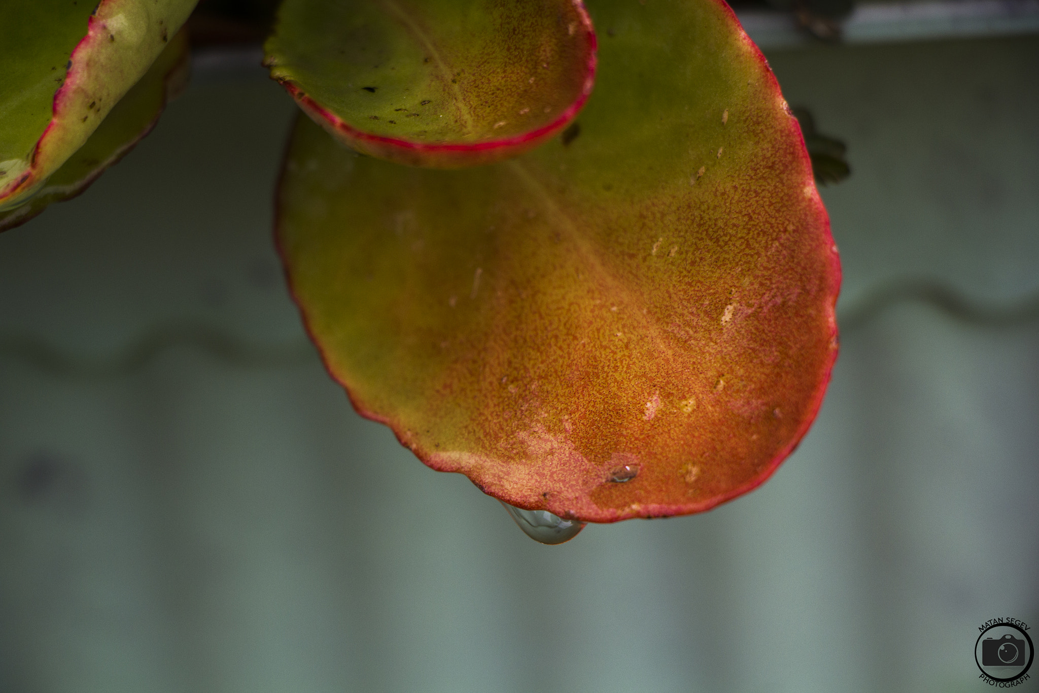 Canon EOS 1200D (EOS Rebel T5 / EOS Kiss X70 / EOS Hi) sample photo. Leaf photography