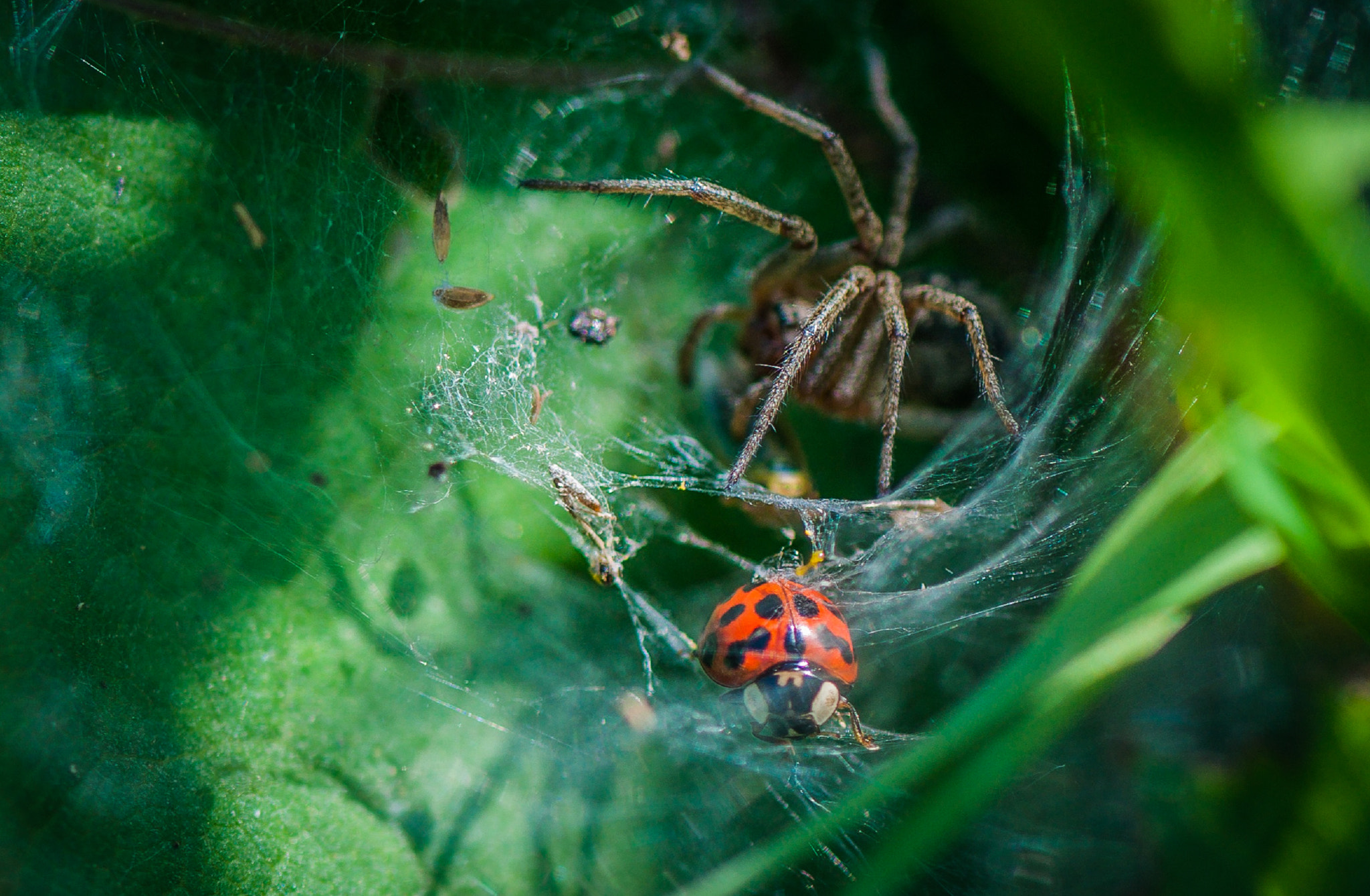 Nikon AF-S Micro-Nikkor 105mm F2.8G IF-ED VR sample photo. The realities of the food chain photography