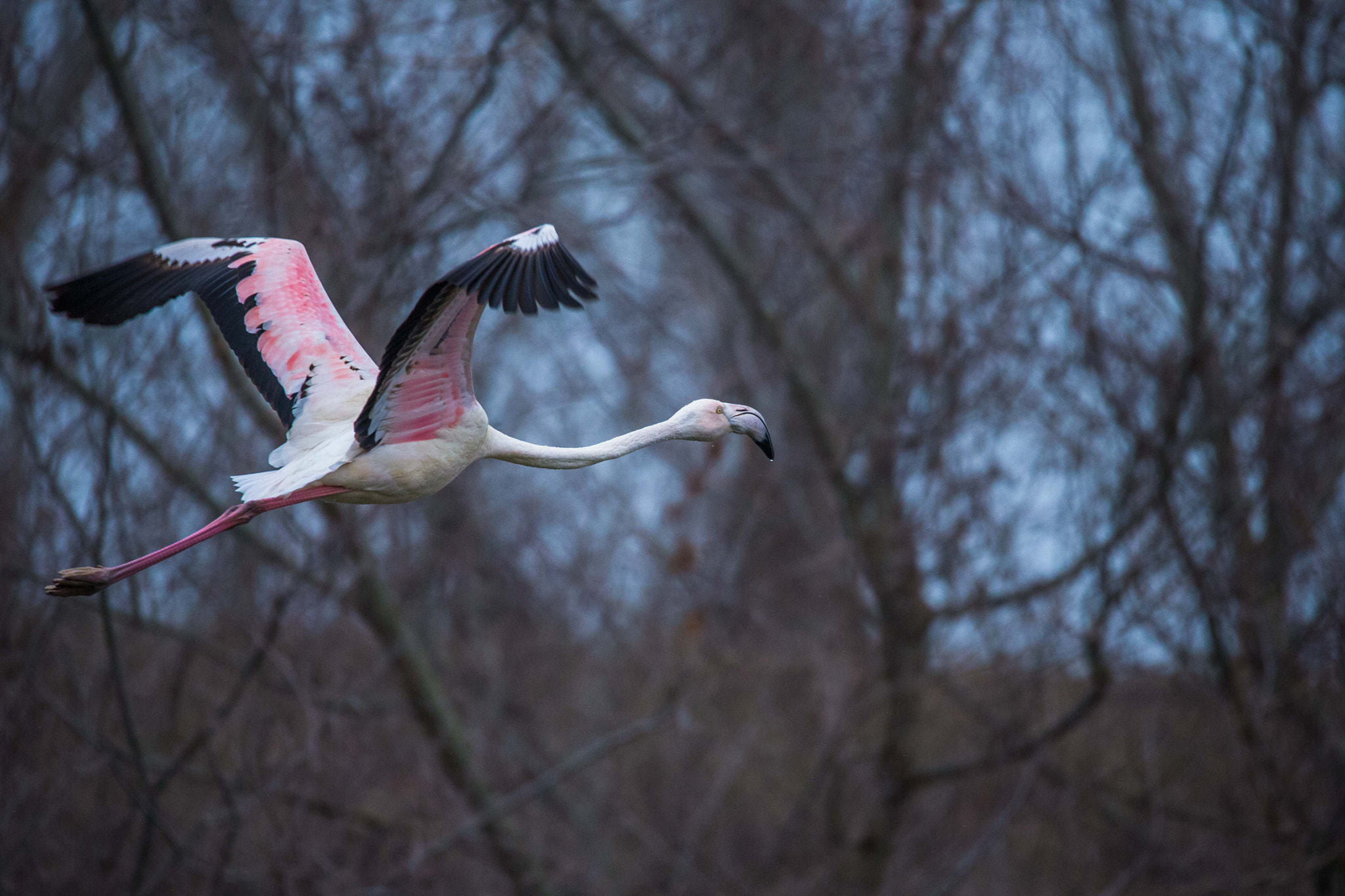 150-600mm F5-6.3 DG OS HSM | Sports 014 sample photo. Flamingo photography