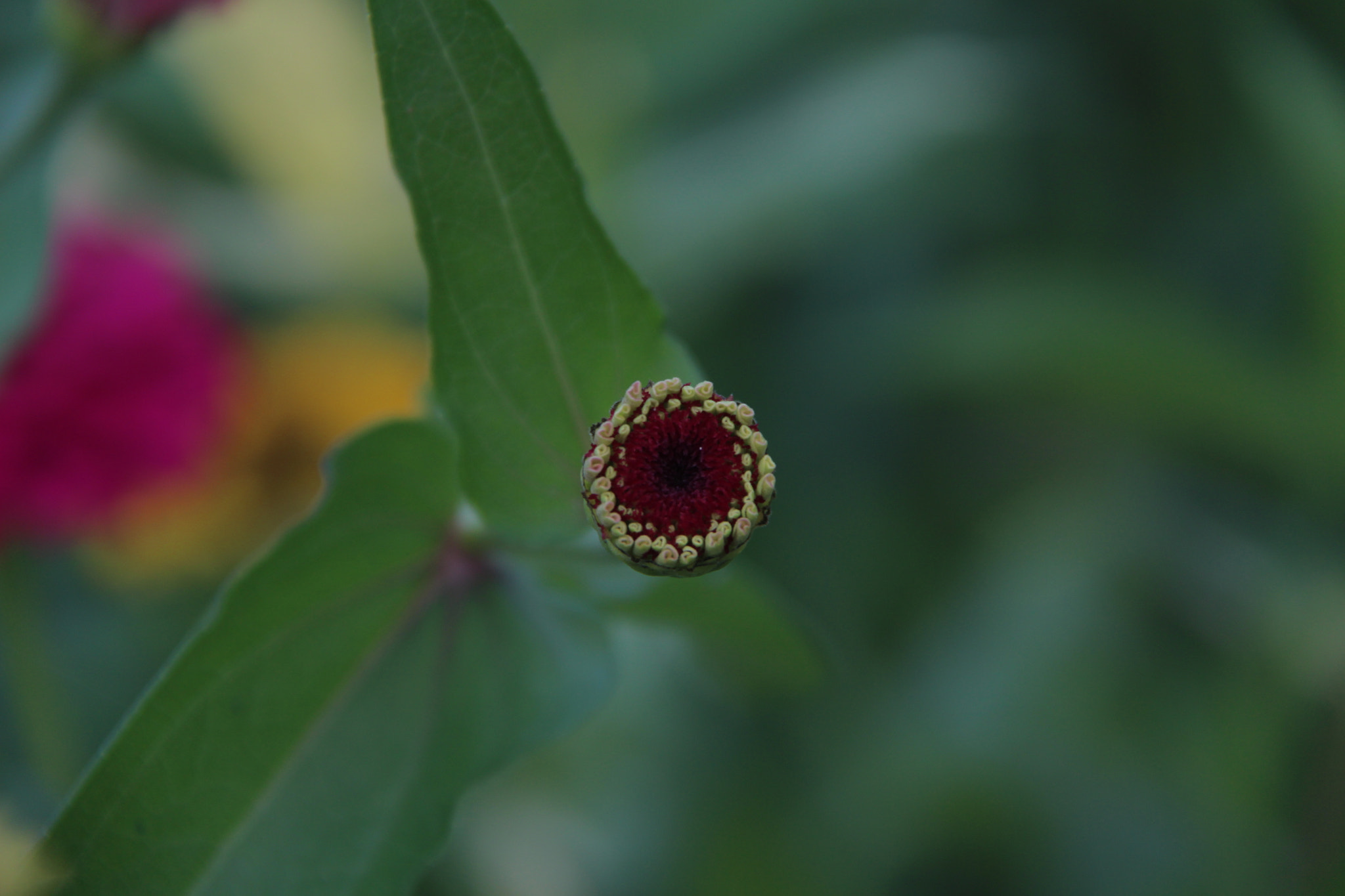 Canon EF-S 18-200mm F3.5-5.6 IS sample photo. 고향 의   애기꽃  탄생``` photography