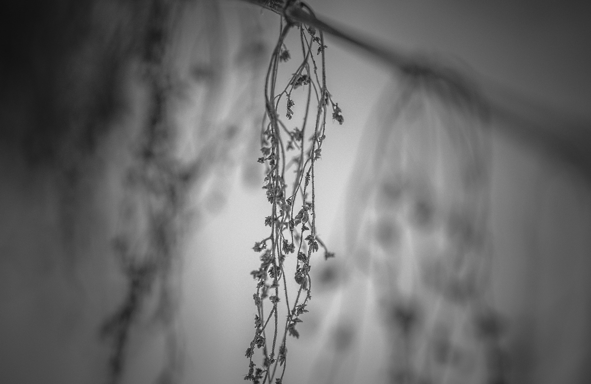 Nikon AF-S Micro-Nikkor 105mm F2.8G IF-ED VR sample photo. Nodules memory. Вузлики пам'яті. photography
