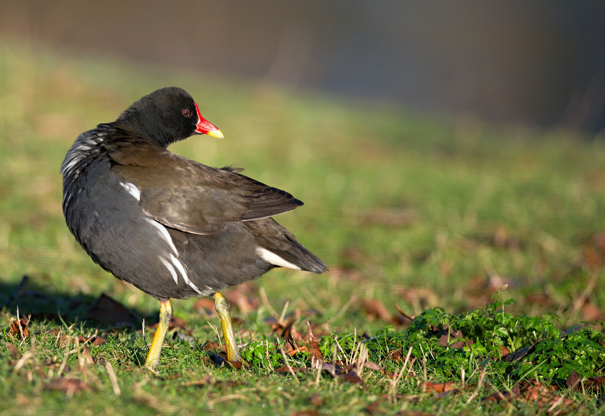 Nikon D610 + Nikon AF-S Nikkor 300mm F4D ED-IF sample photo. Common moorhen photography