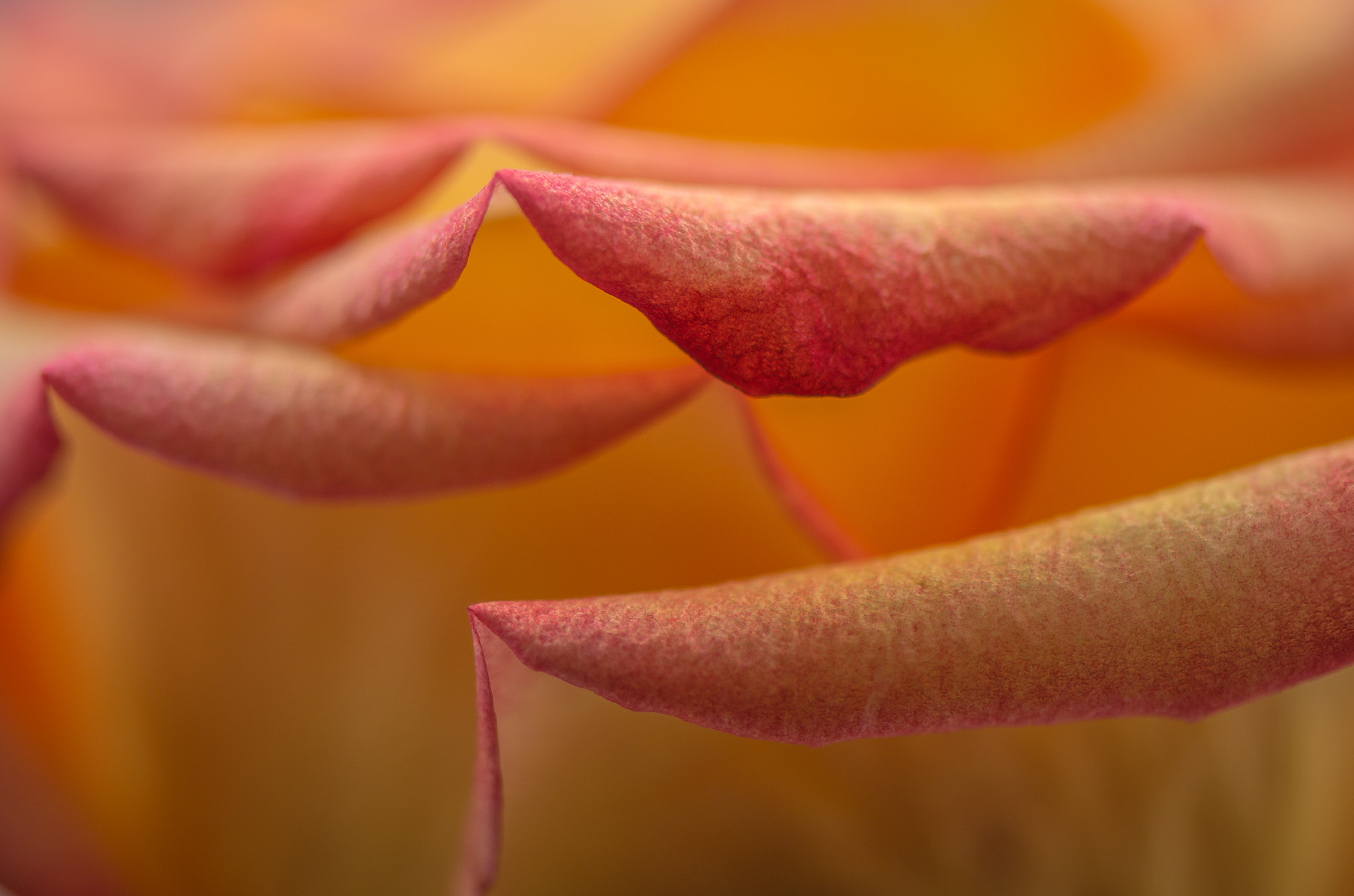 Nikon AF-S Micro-Nikkor 105mm F2.8G IF-ED VR sample photo. Orange surf. Помаранчевий прибій. photography