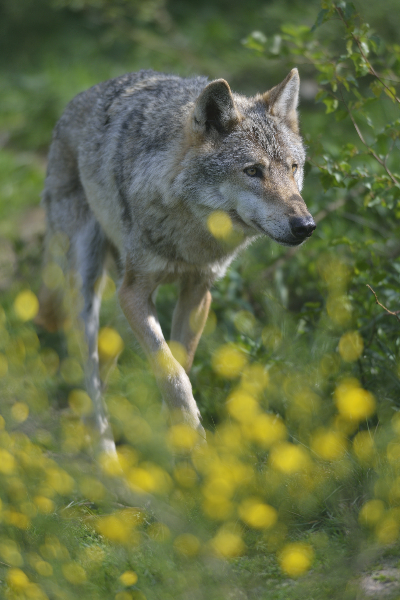Nikon AF-S Nikkor 300mm F4D ED-IF sample photo. Wolf photography