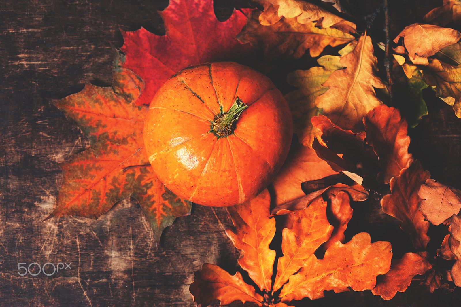 Canon EF 100mm F2.8 Macro USM sample photo. Happy thanksgiving background with pumpkins and autumn leaves photography