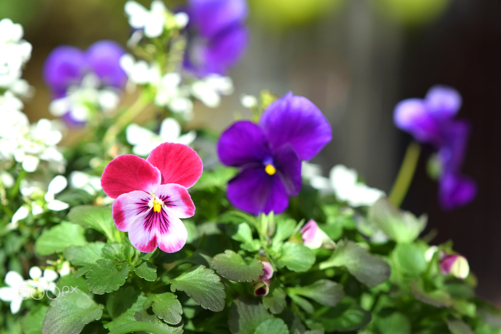 Nikon AF-S DX Micro-Nikkor 85mm F3.5G ED VR sample photo. Pretty pansies under the sunlight photography